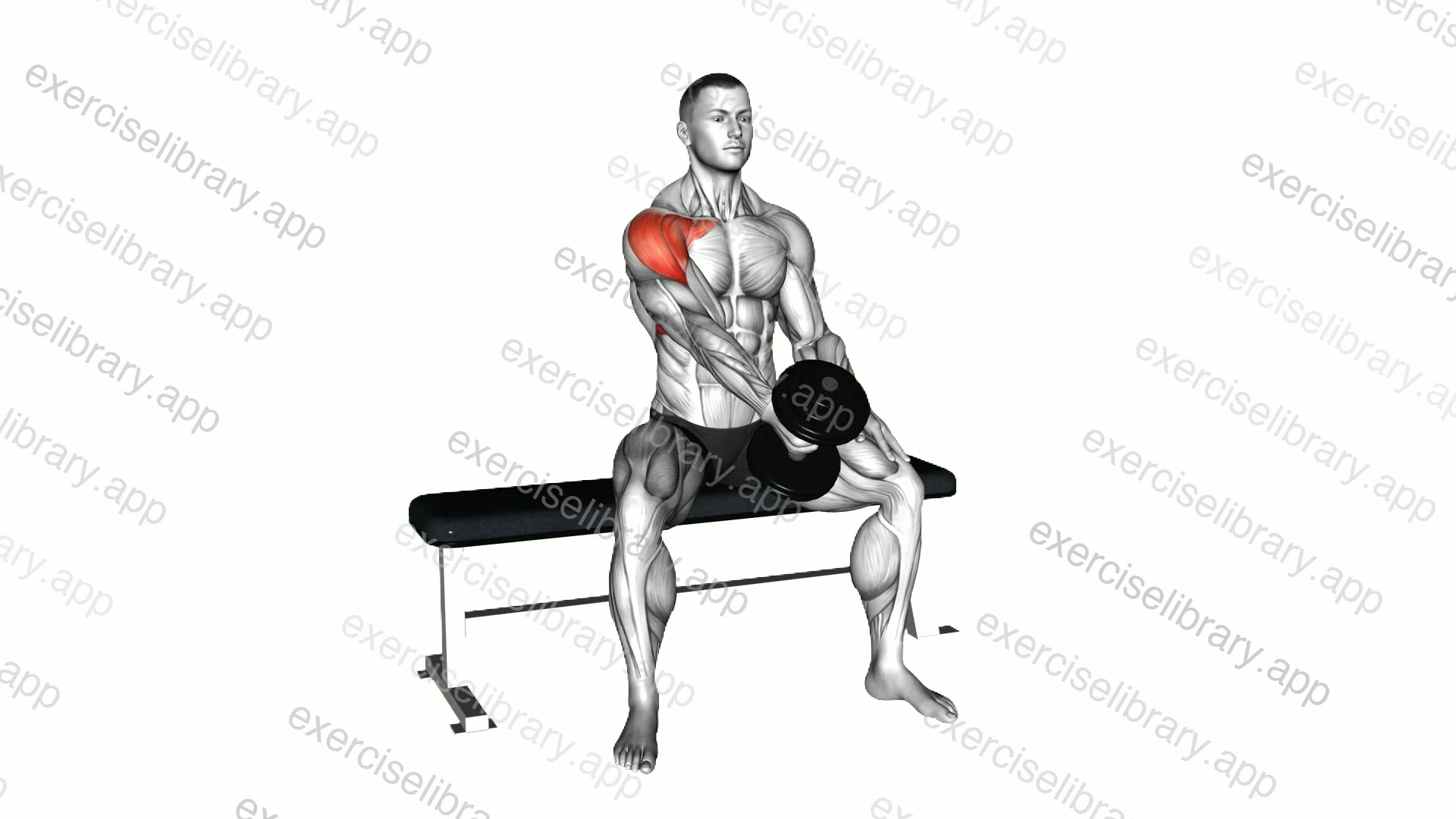 Dumbbell Seated Single Arm Front Raise demonstration