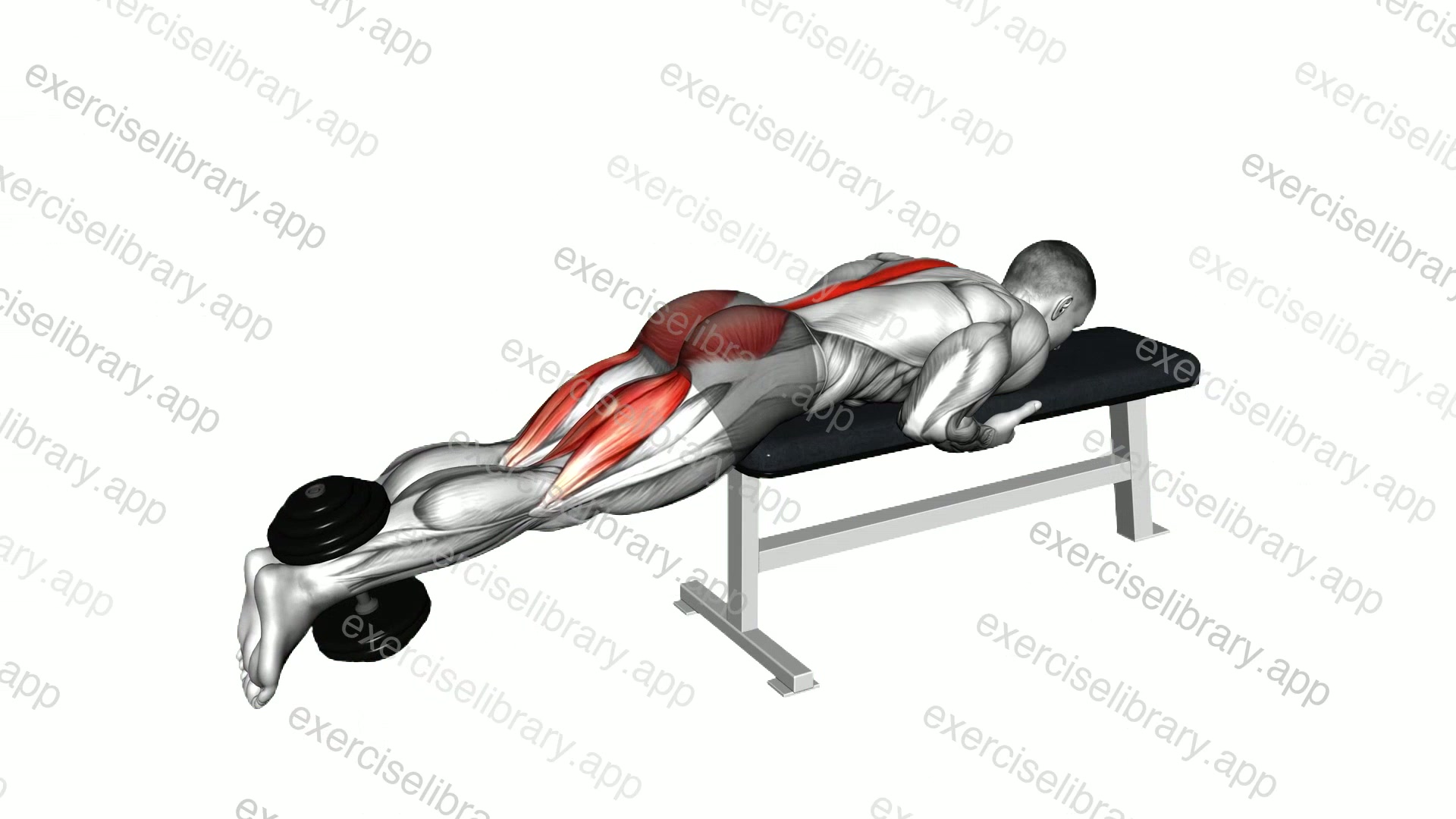 Dumbbell Reverse Hyperextension on Bench demonstration