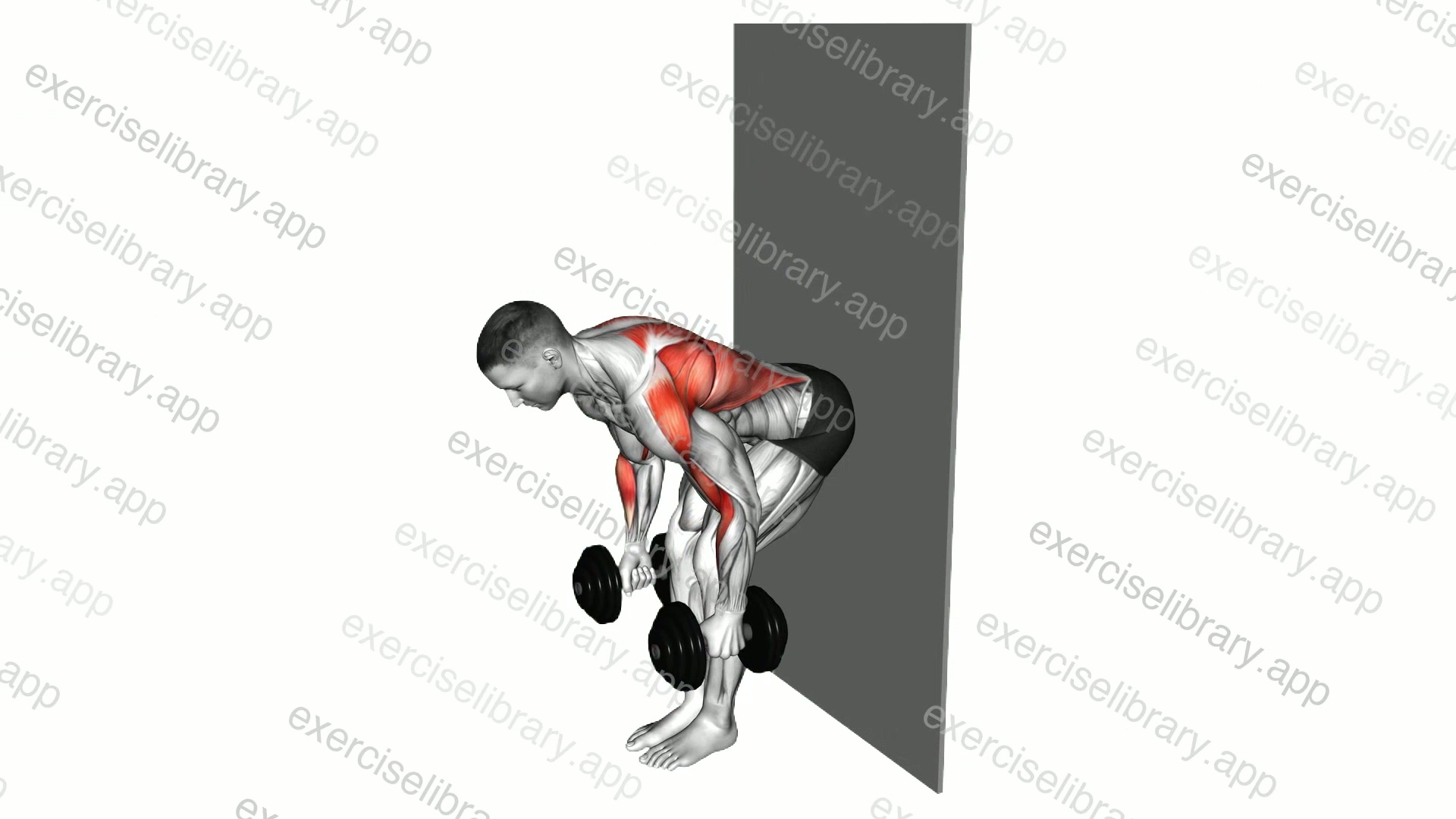 Dumbbell Bent Over Row against Wall demonstration