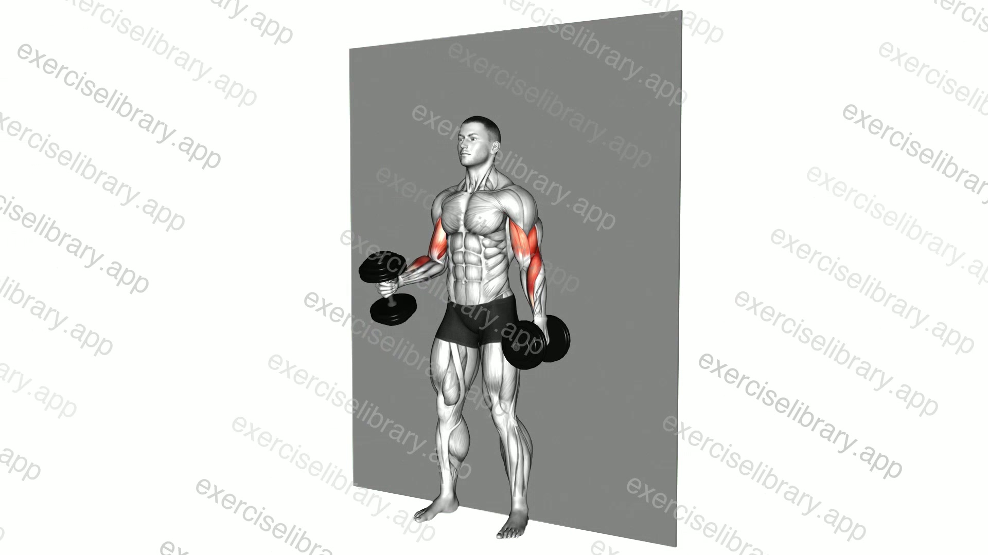 Dumbbell Alternate Hammer Srtict Curl demonstration