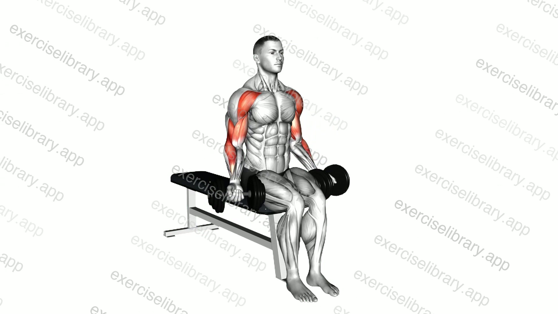 Dumbbell Seated Drag Curl demonstration