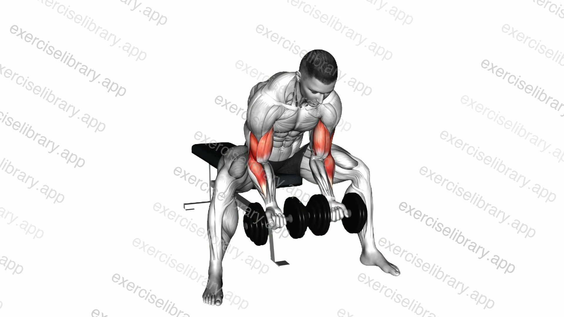 Dumbbell Seated Double Concentration Curl demonstration