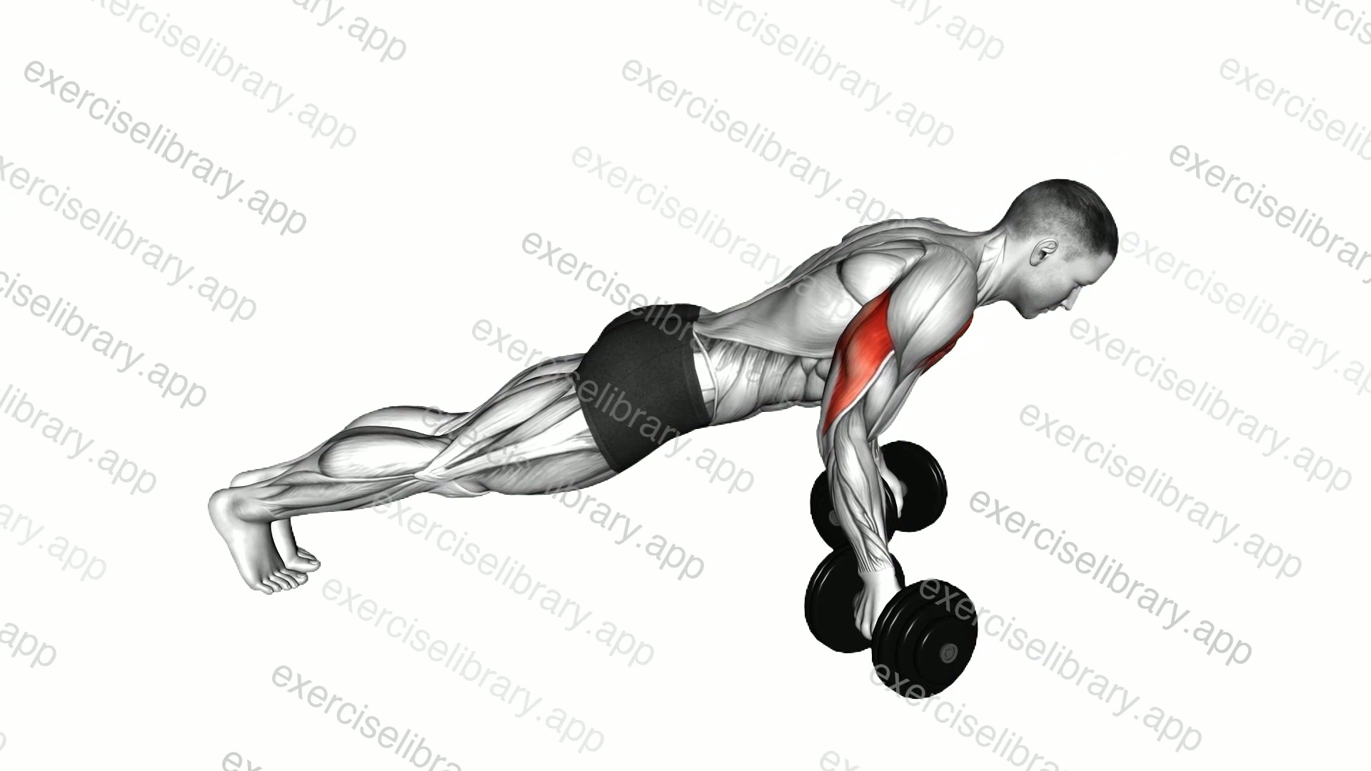 Dumbbell Reverse Push-up demonstration