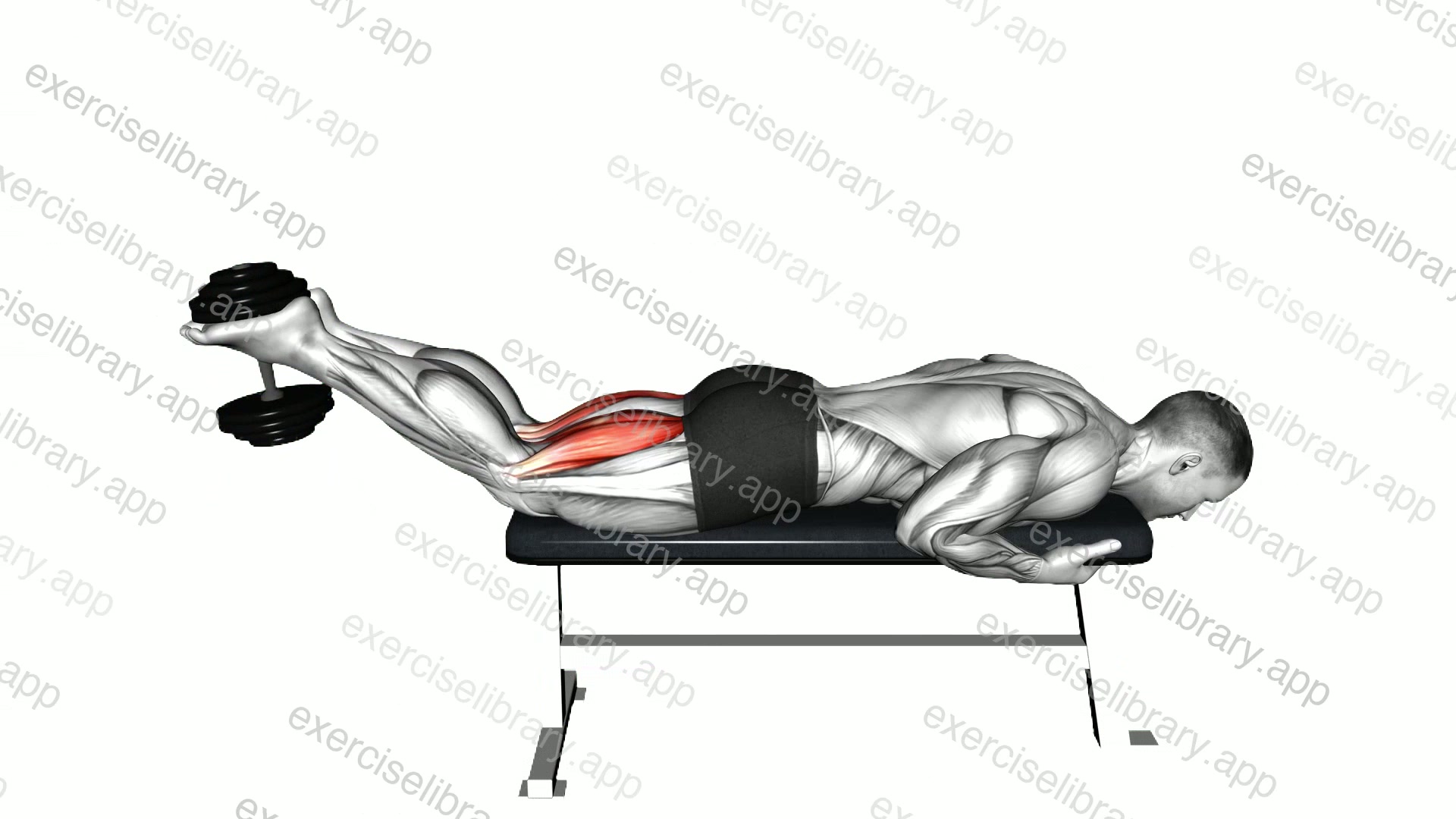 Dumbbell Lying Leg Curl demonstration