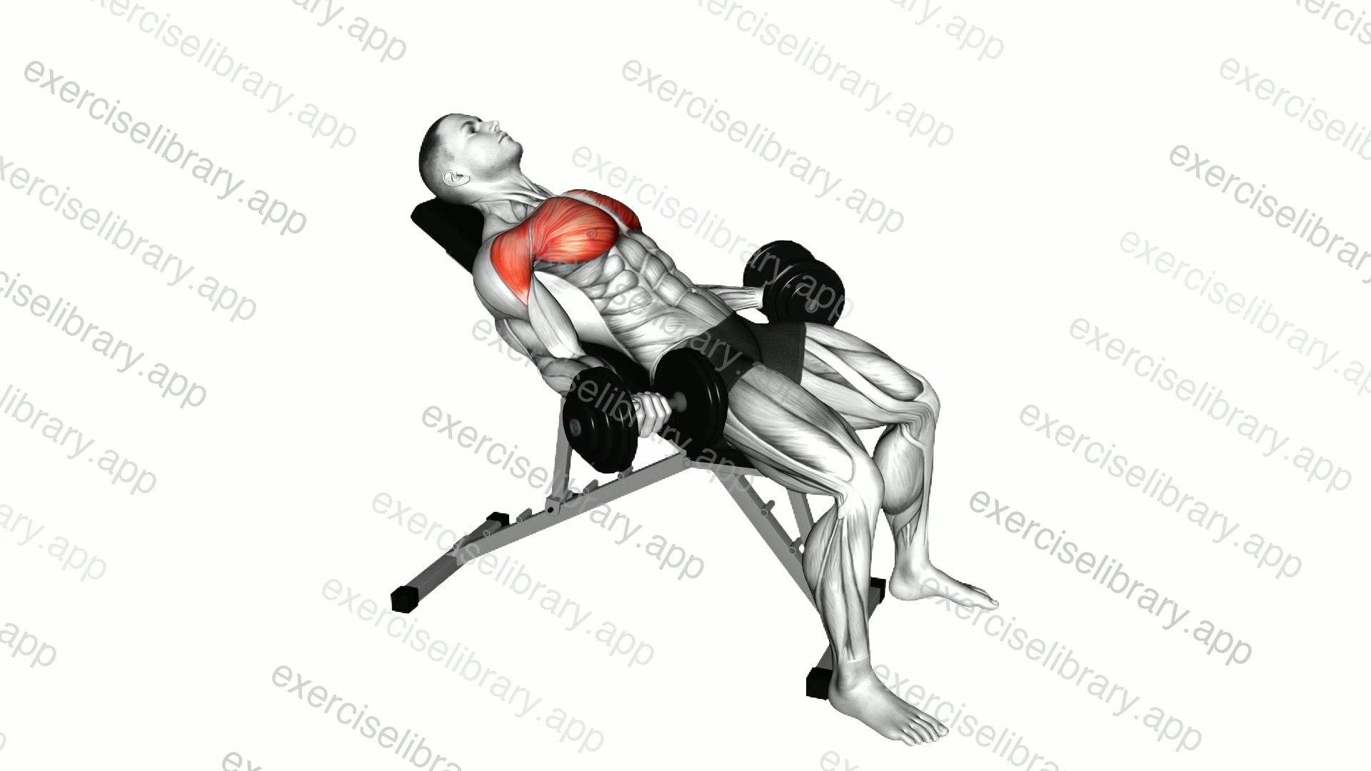 Dumbbell Incline Low Fly demonstration