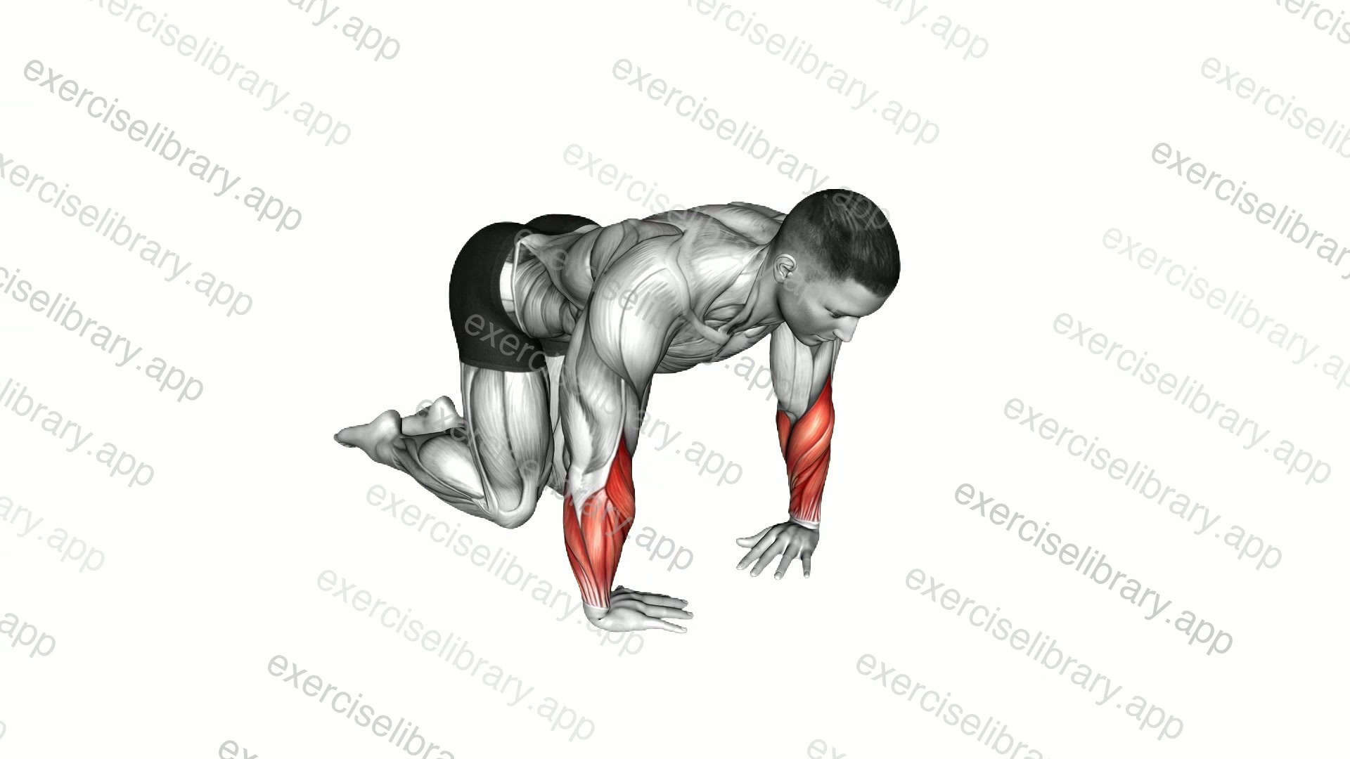 Wrist Ulnar Deviator And Flexor Stretch demonstration