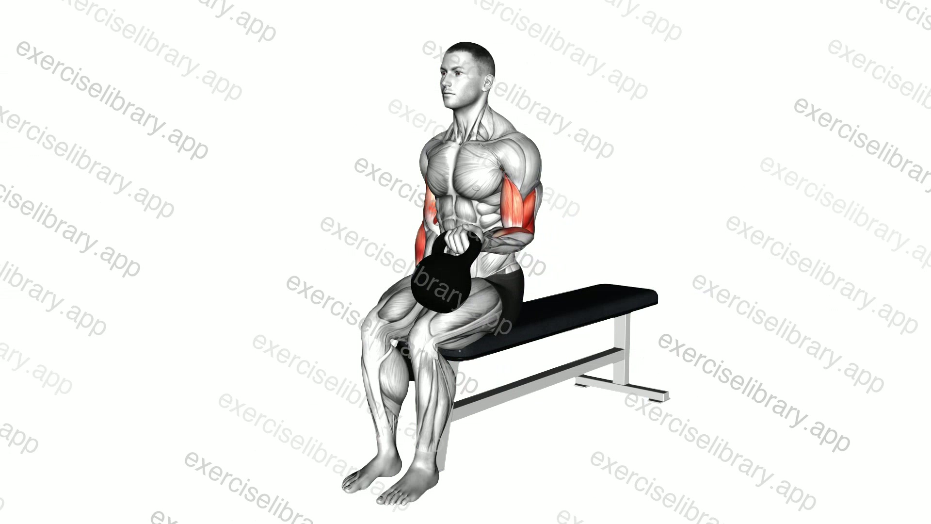 Kettlebell Alternate Biceps Curl demonstration