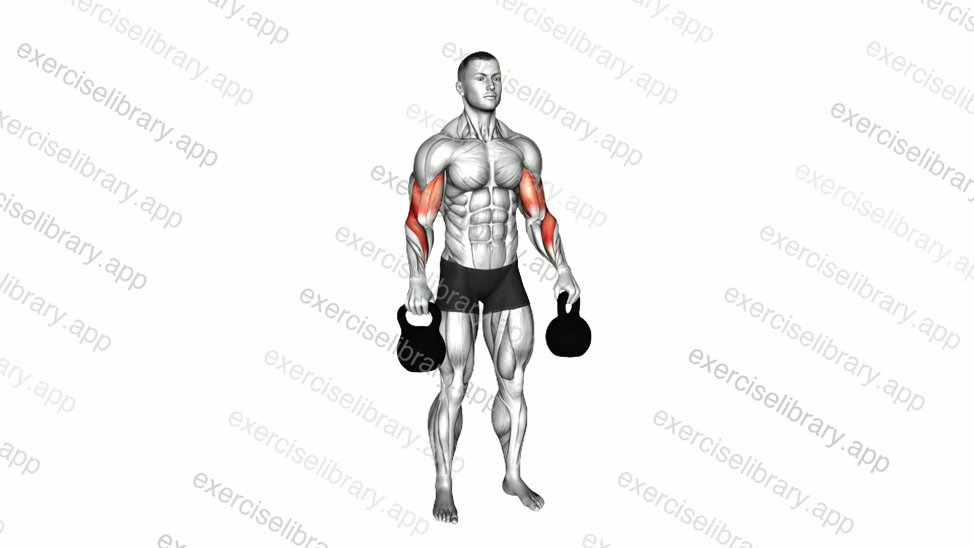 Kettlebell Standing Reverse Curl demonstration