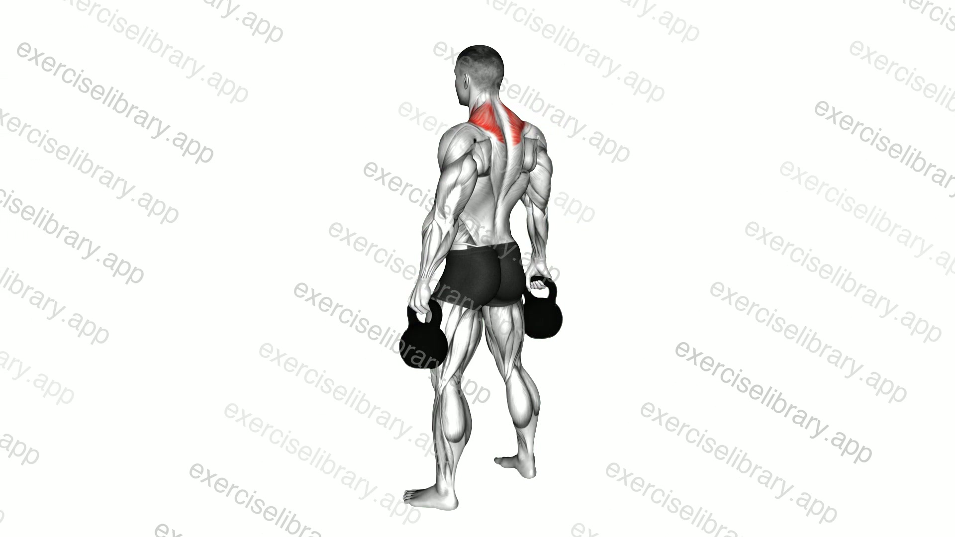 Kettlebell Shrug demonstration