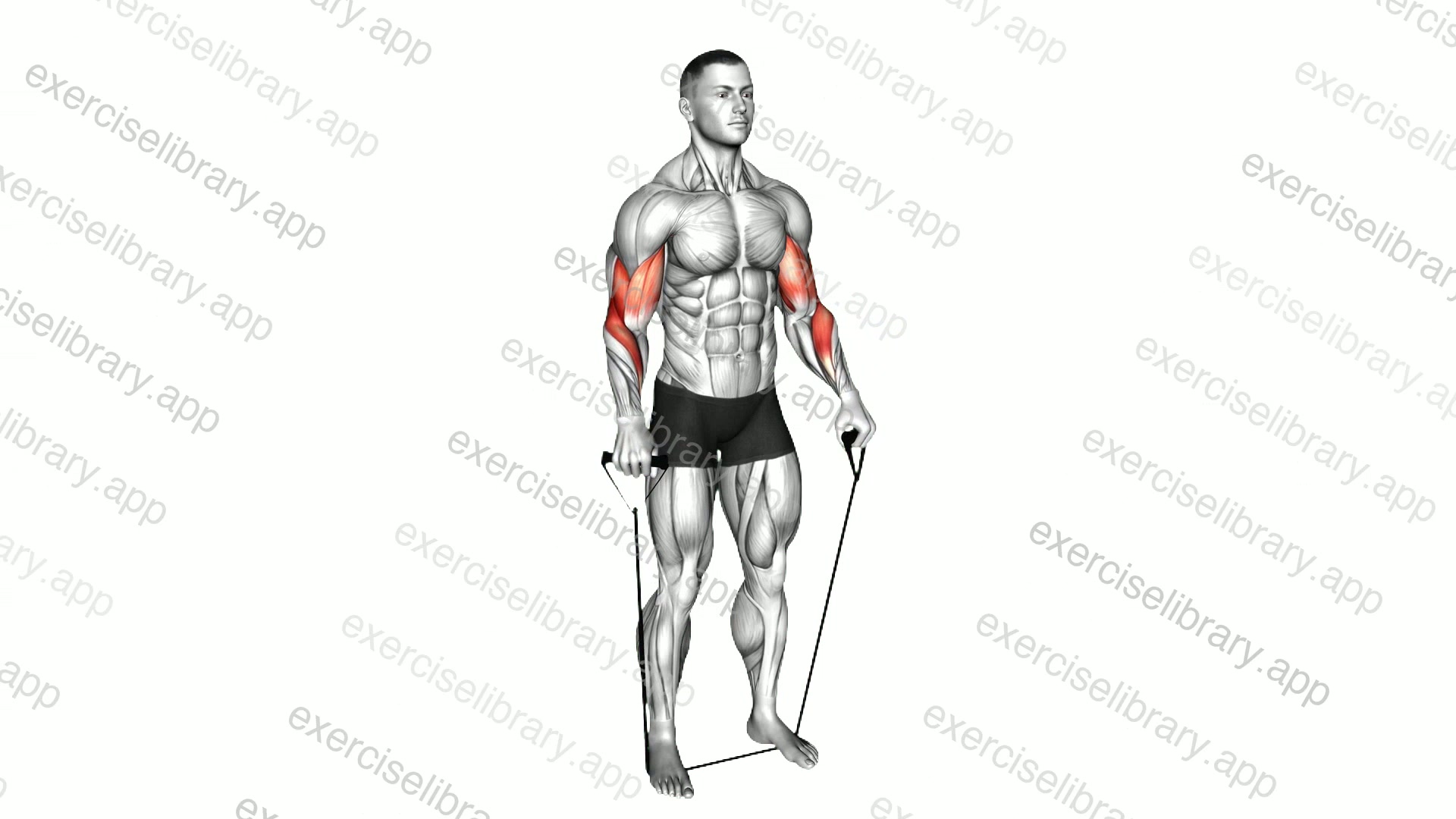 Band Standing Reverse Curl demonstration