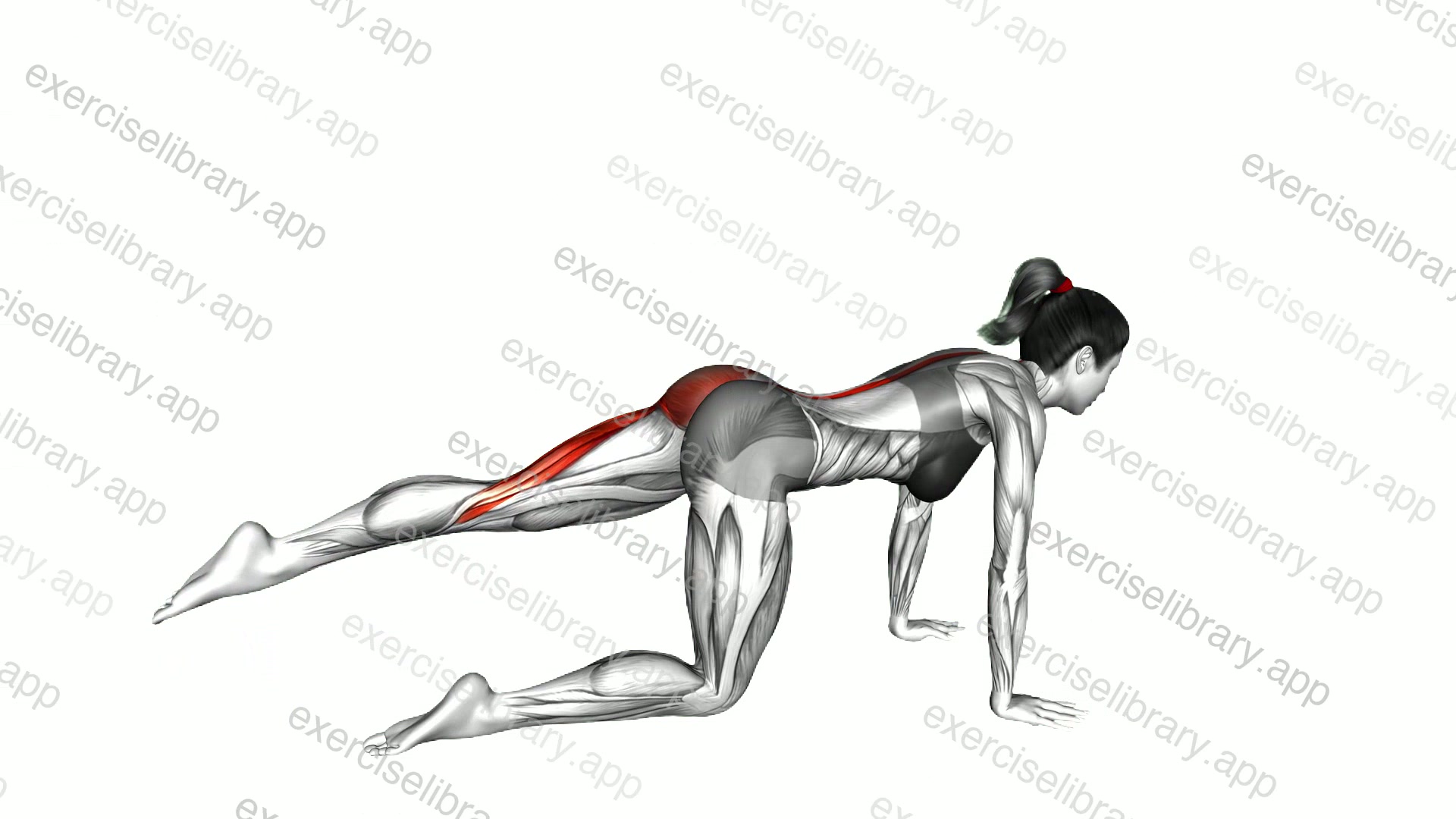 Kneeling Straight Leg Kickback demonstration