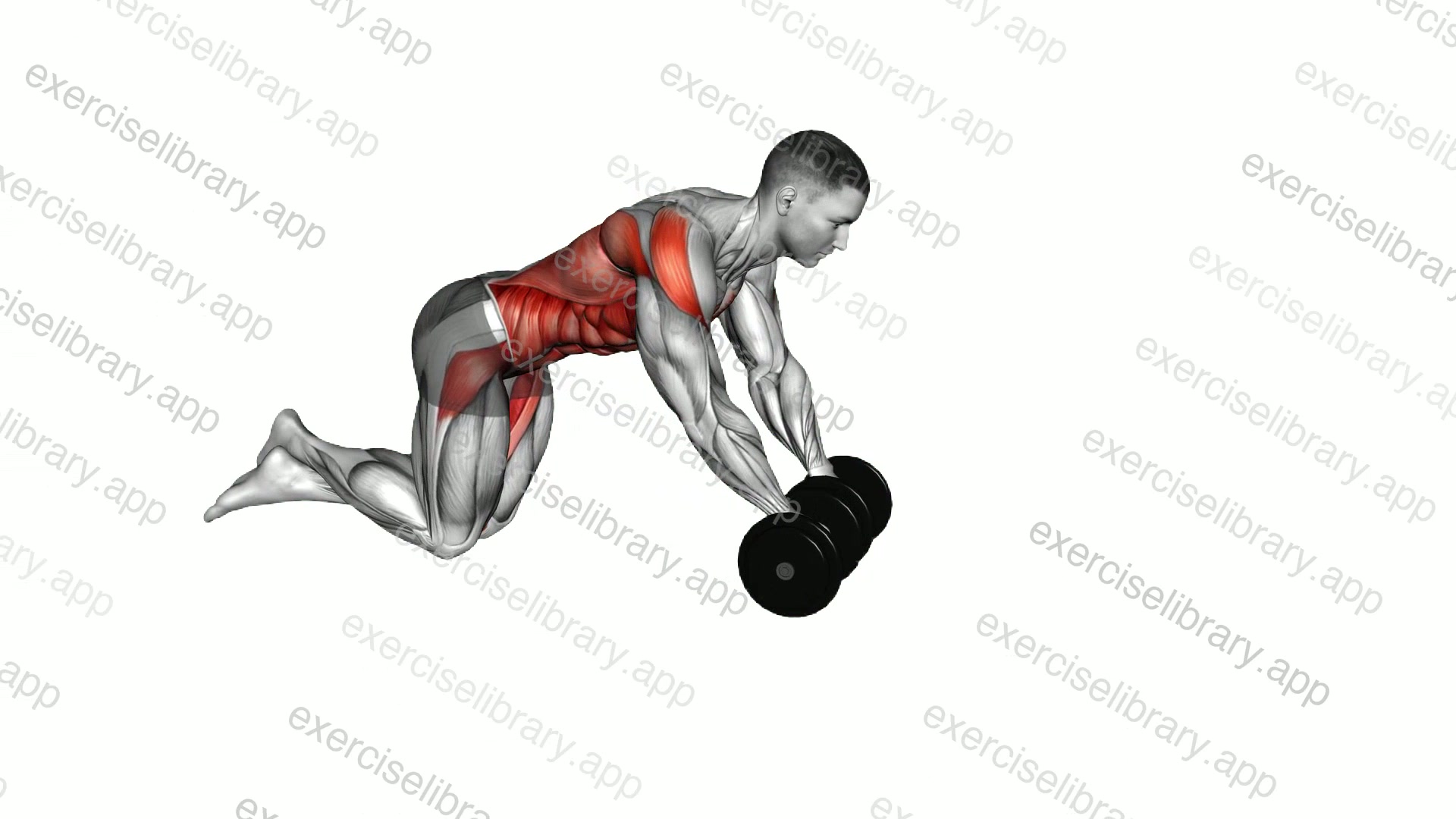 Dumbbell Rollout demonstration
