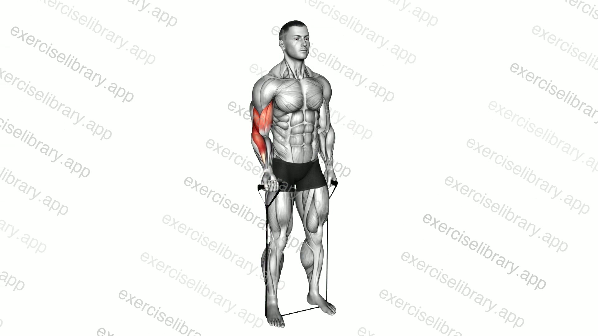 Band Standing Single Arm Biceps Curl demonstration