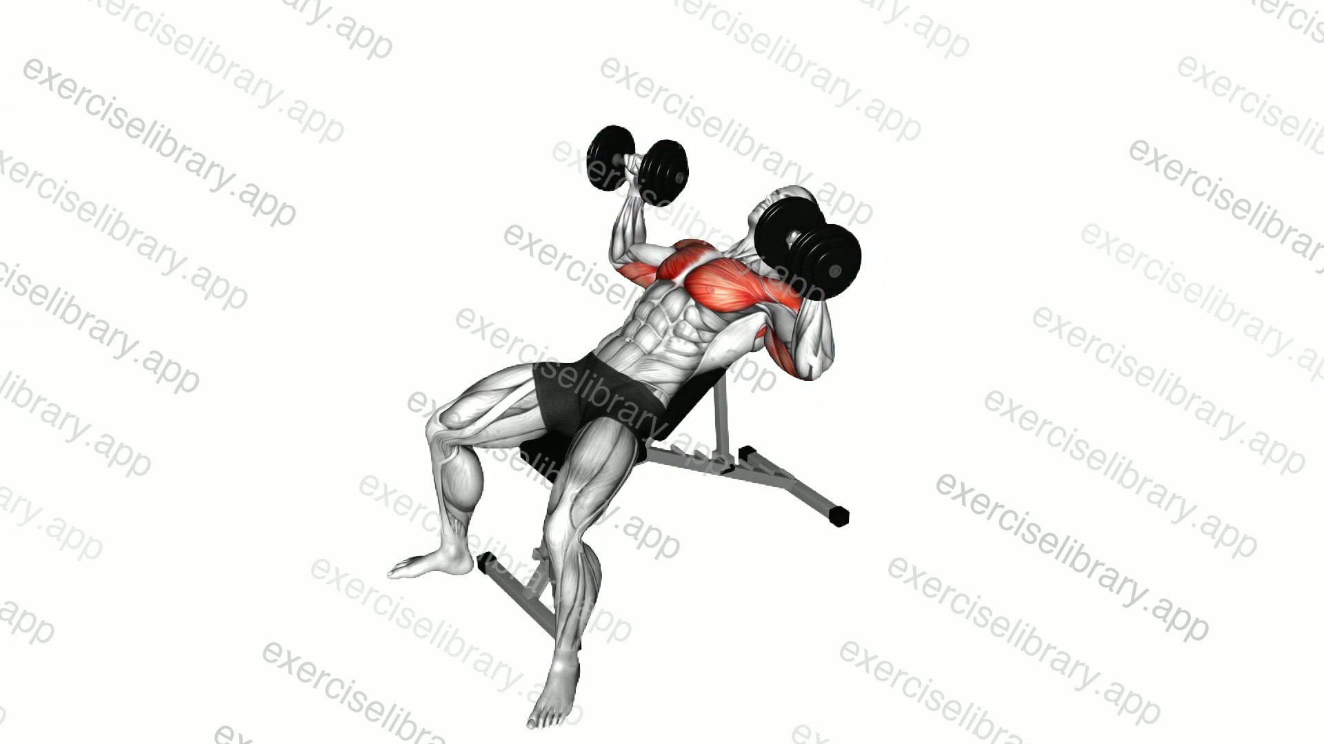 Dumbbell Incline Twist Press demonstration