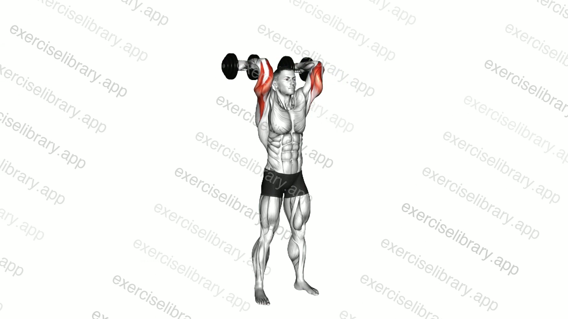 Dumbbell Standing French Press demonstration
