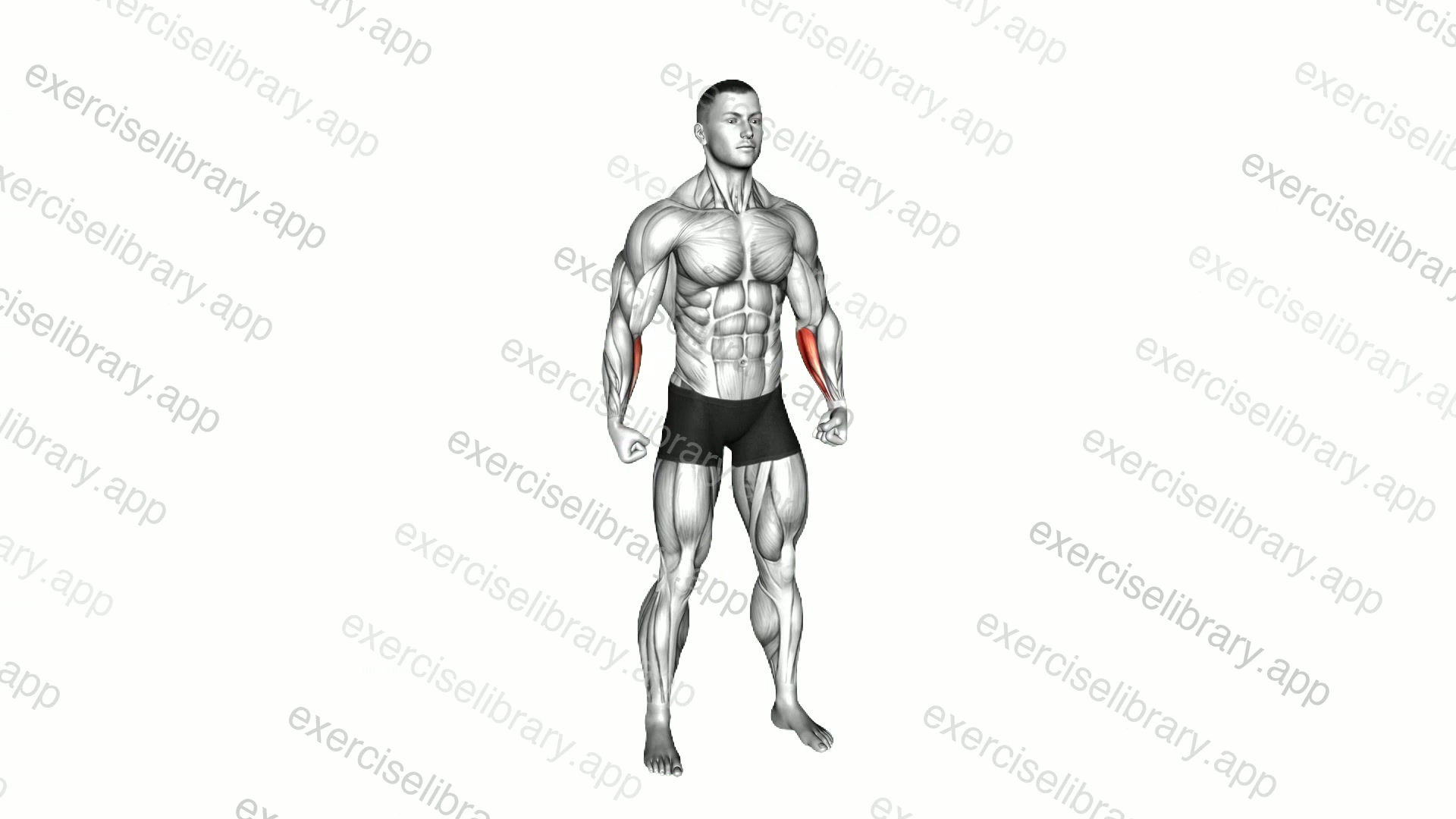 Inner Wrist Curl demonstration