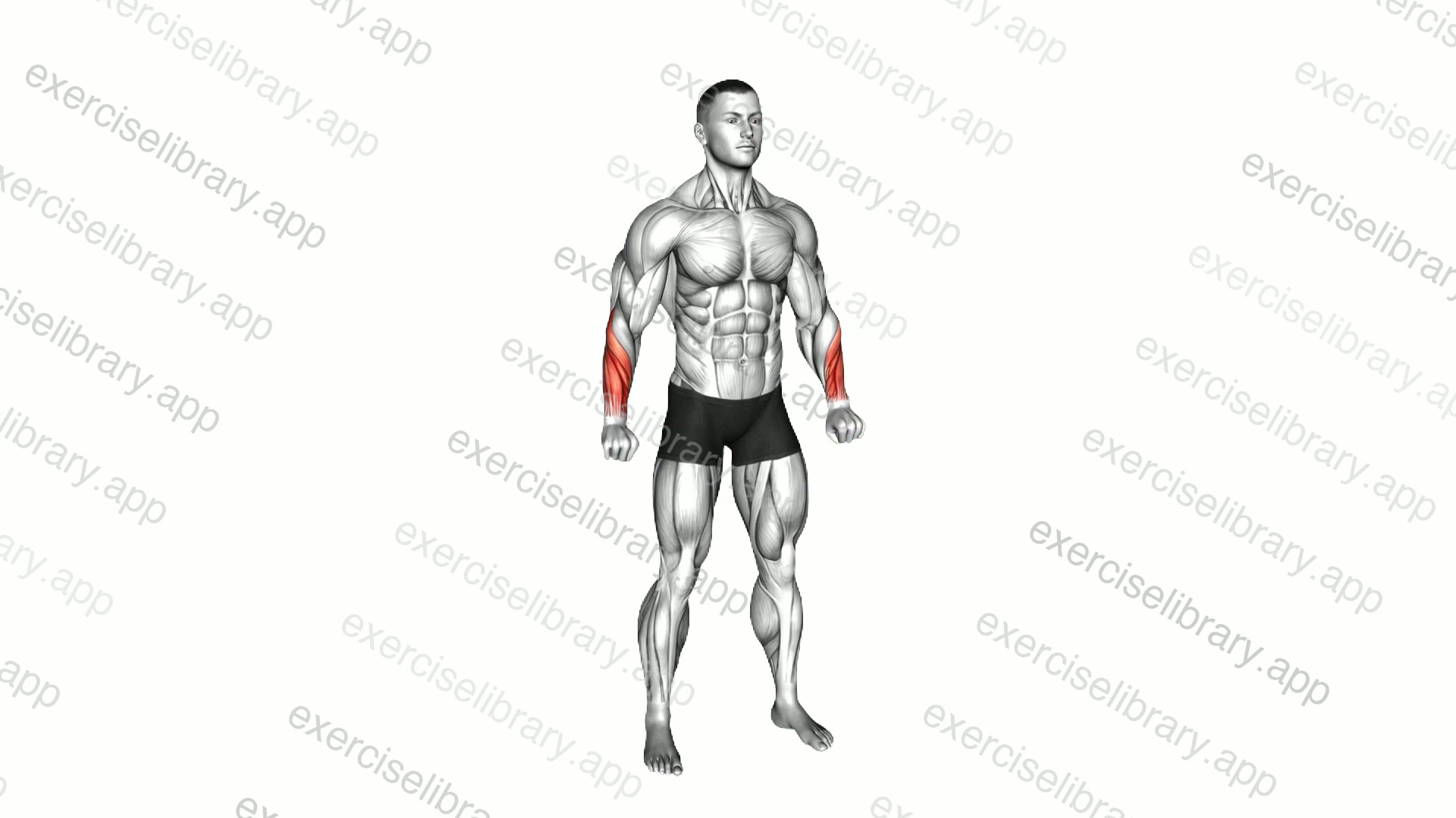 Reverse Wrist Curl demonstration
