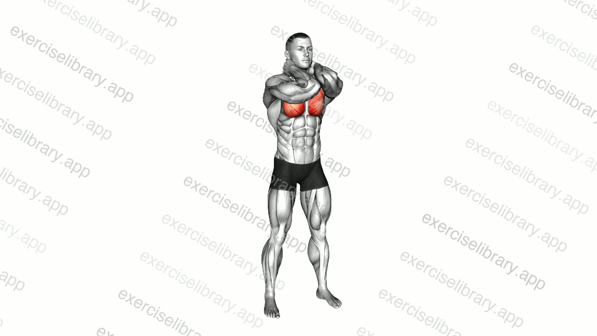 Bodyweight Standing Elbow Touches demonstration