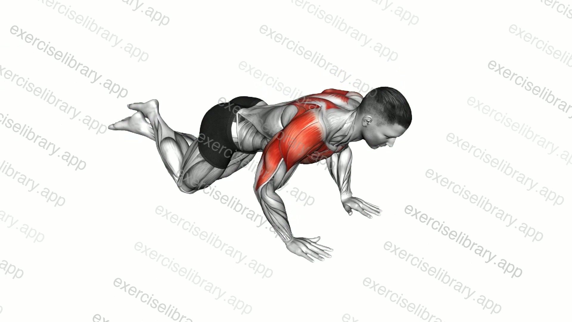 Knee Push-up Chest Pullback demonstration
