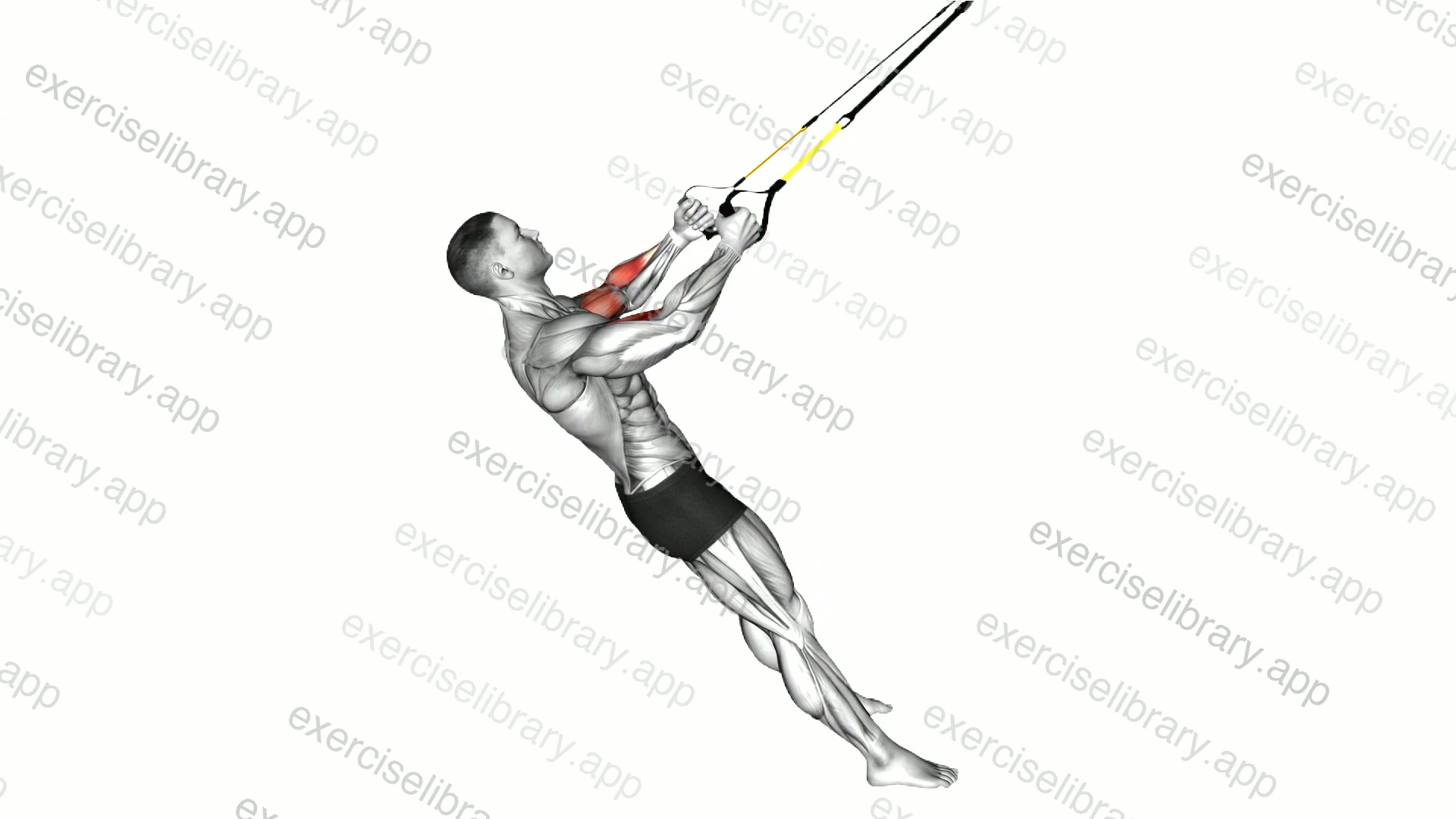 Suspender Biceps Curl demonstration