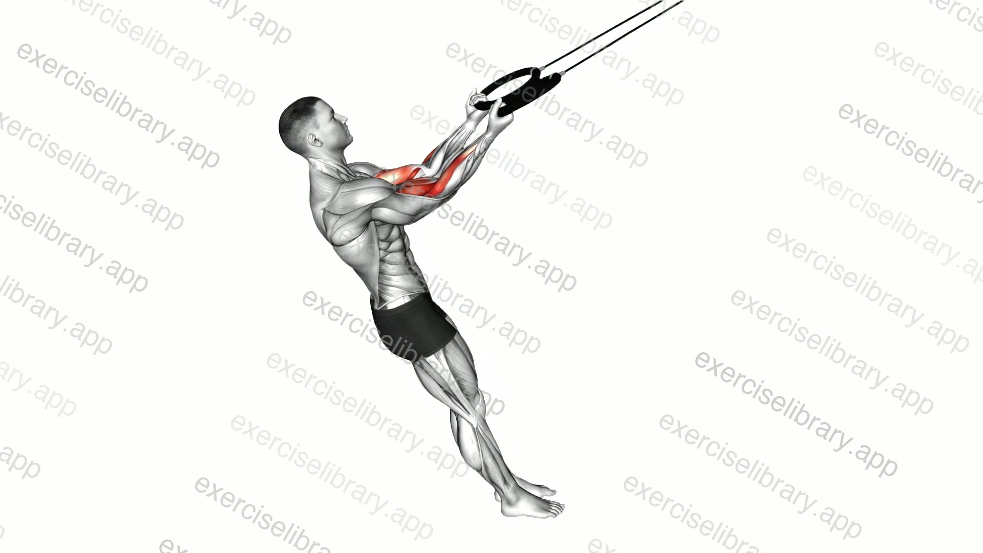 Ring Arm Curl demonstration