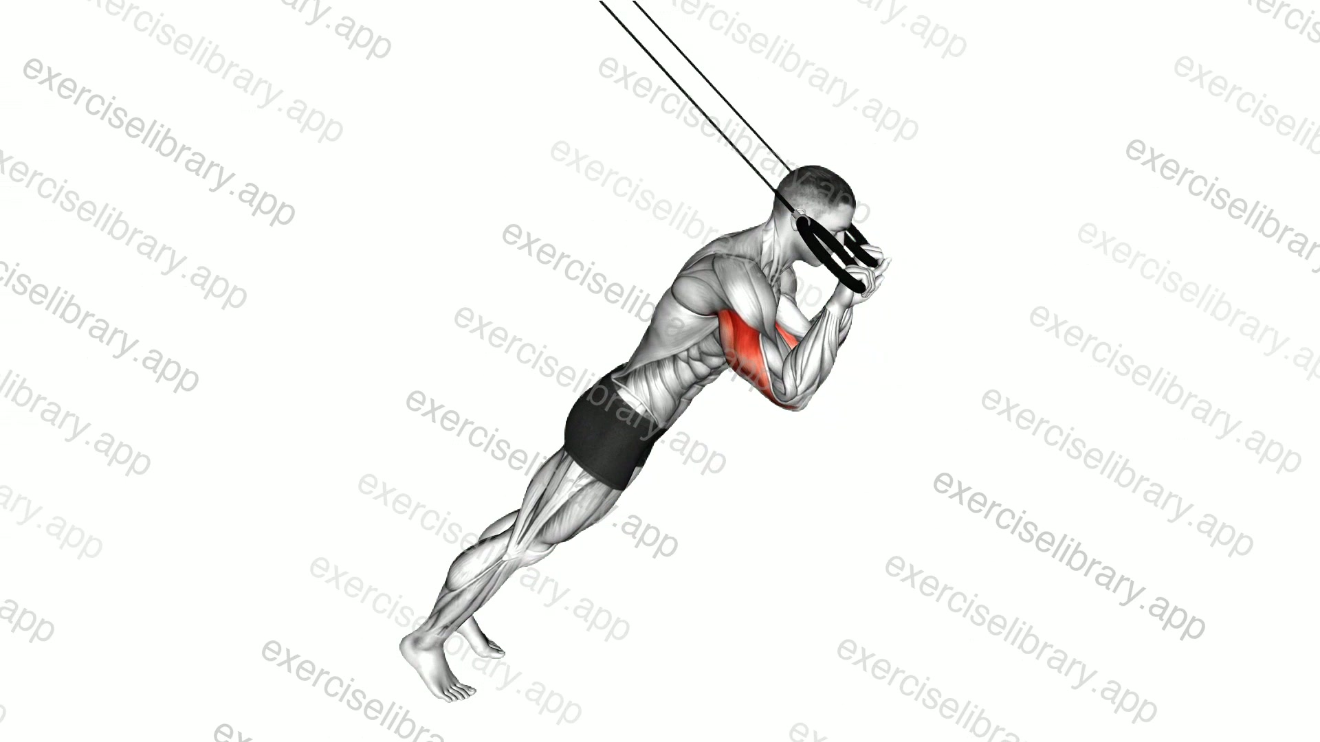 Ring Triceps Extension demonstration