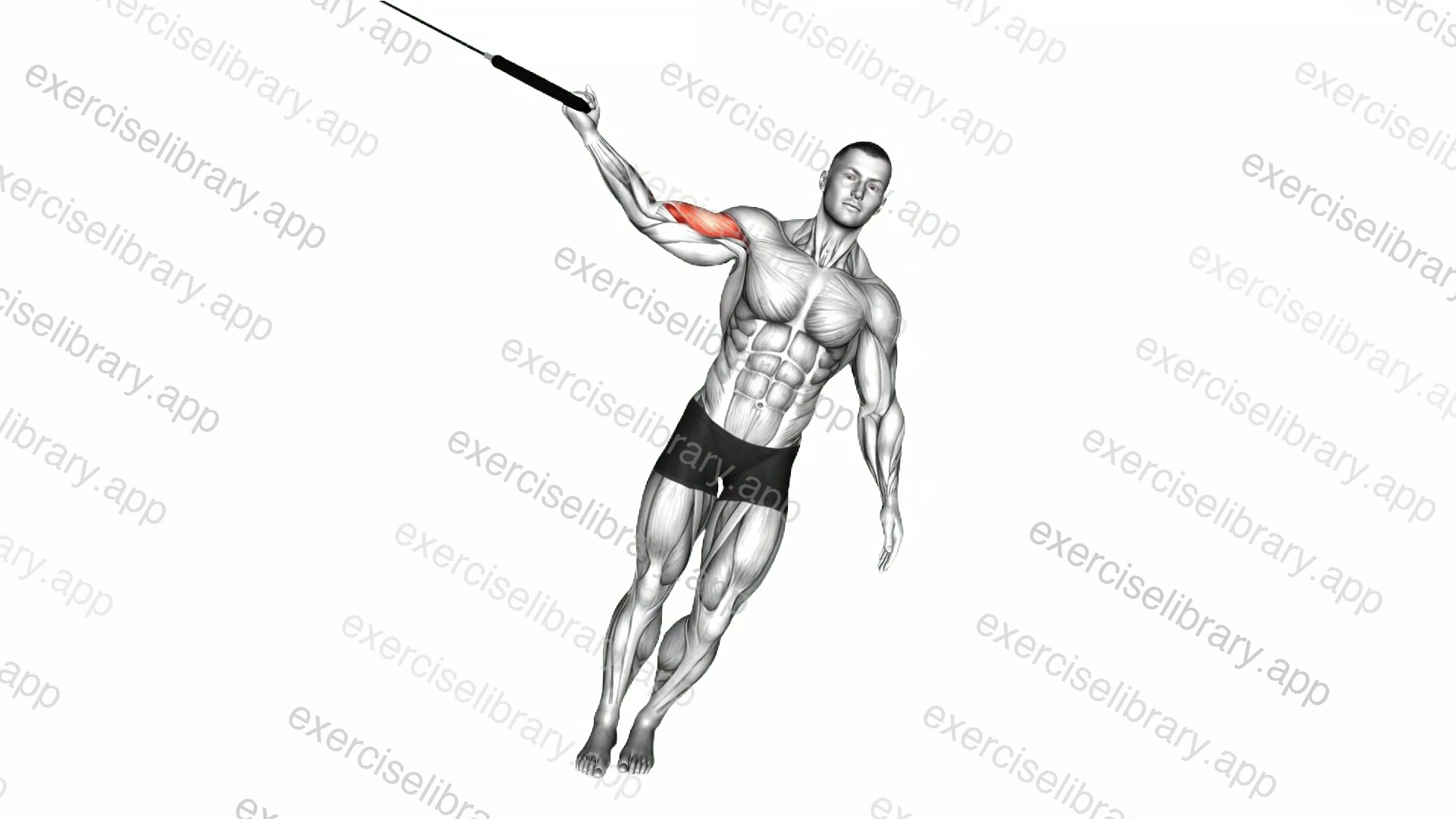 Ring One Arm Biceps Curl demonstration