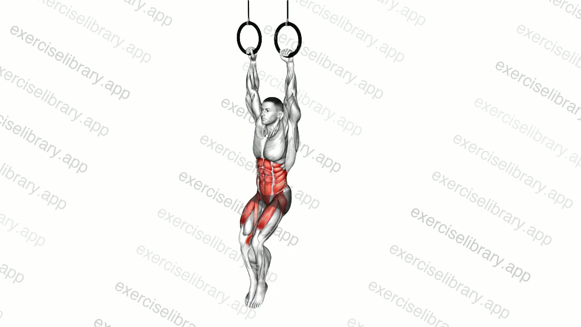 Ring Hanging Knees to Elbows demonstration