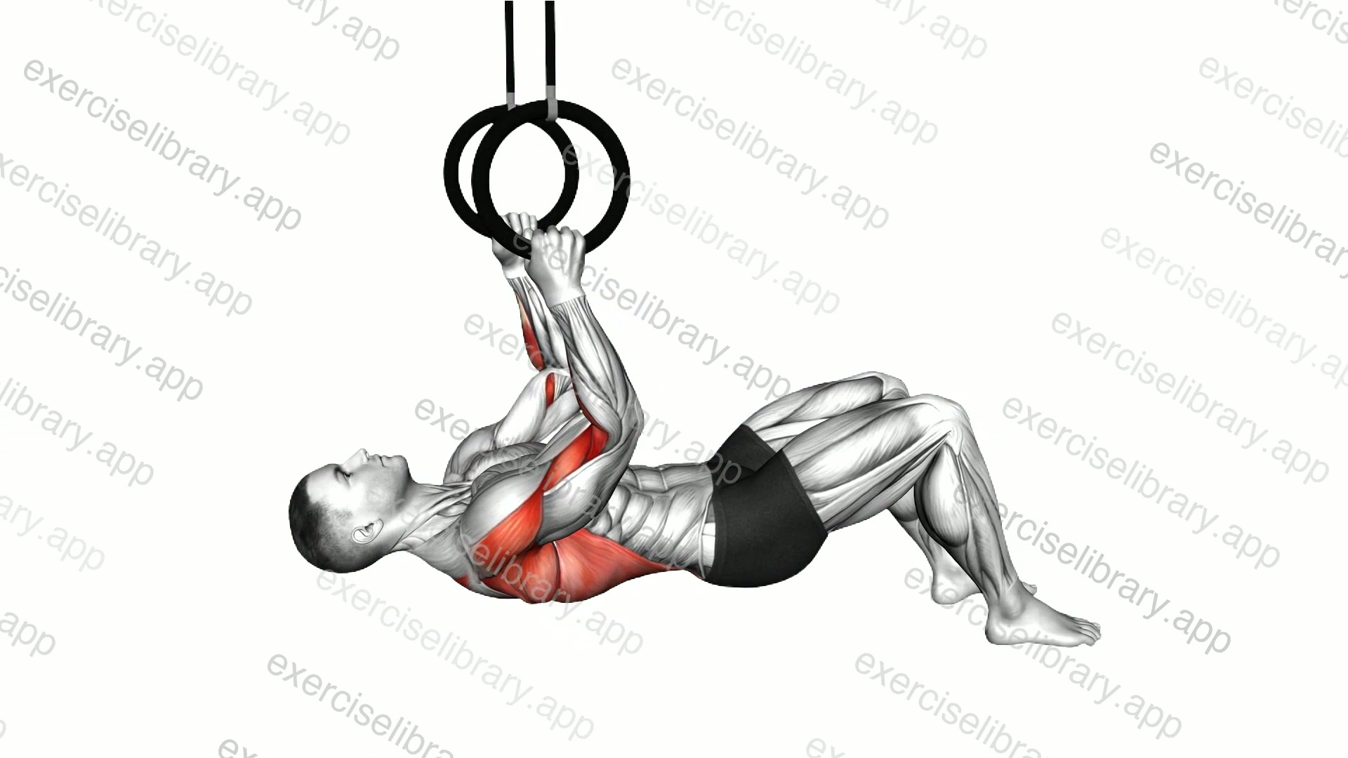 Ring Bent Knee Inverted Row demonstration