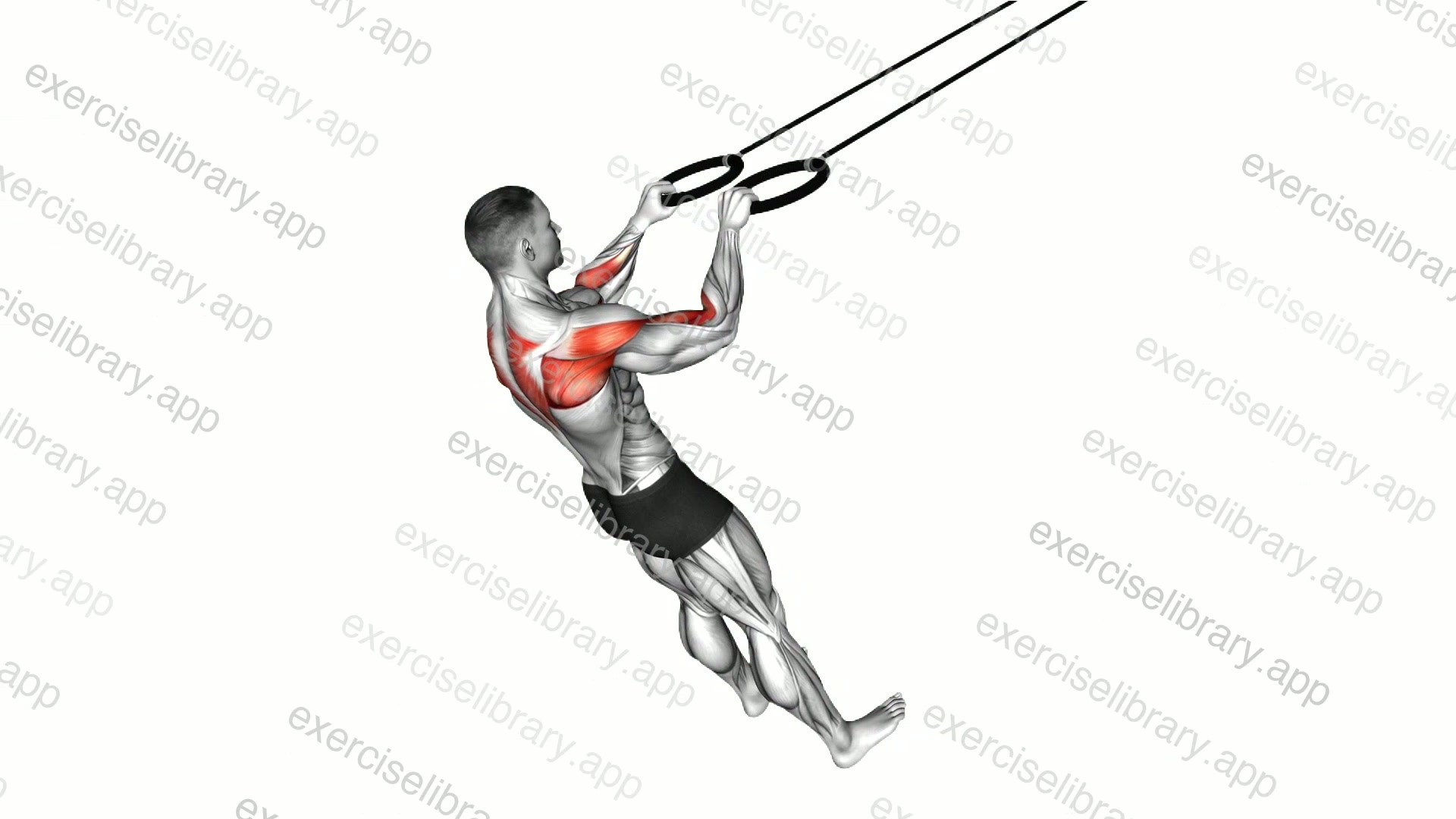 Ring Face Pull demonstration