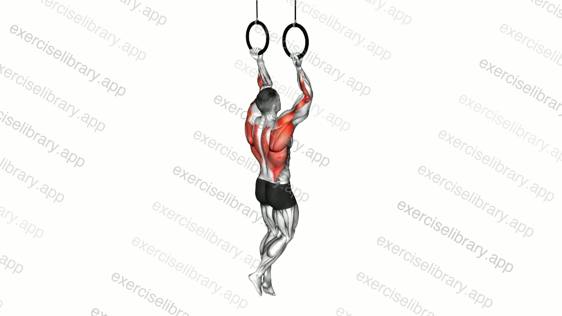 Ring Chin-up demonstration