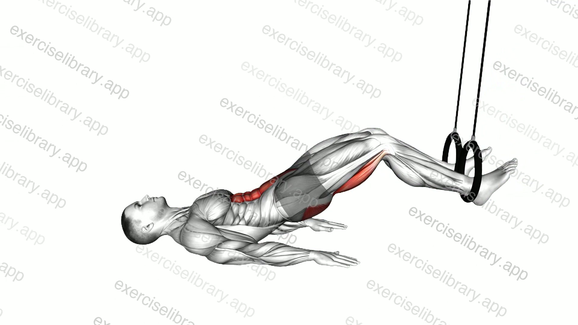 Ring Straight Hip Leg Curl demonstration