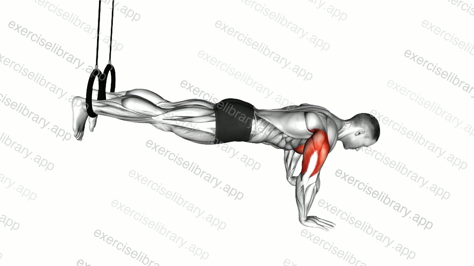 Ring Decline Push-up demonstration
