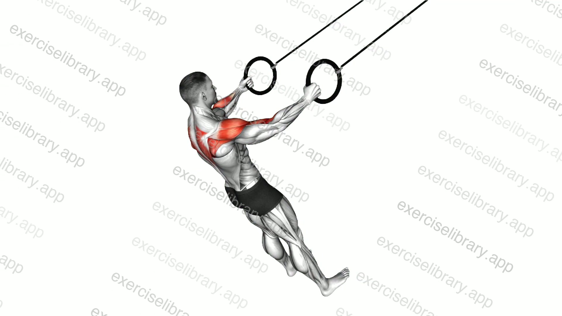 Ring Rear Delt Row demonstration