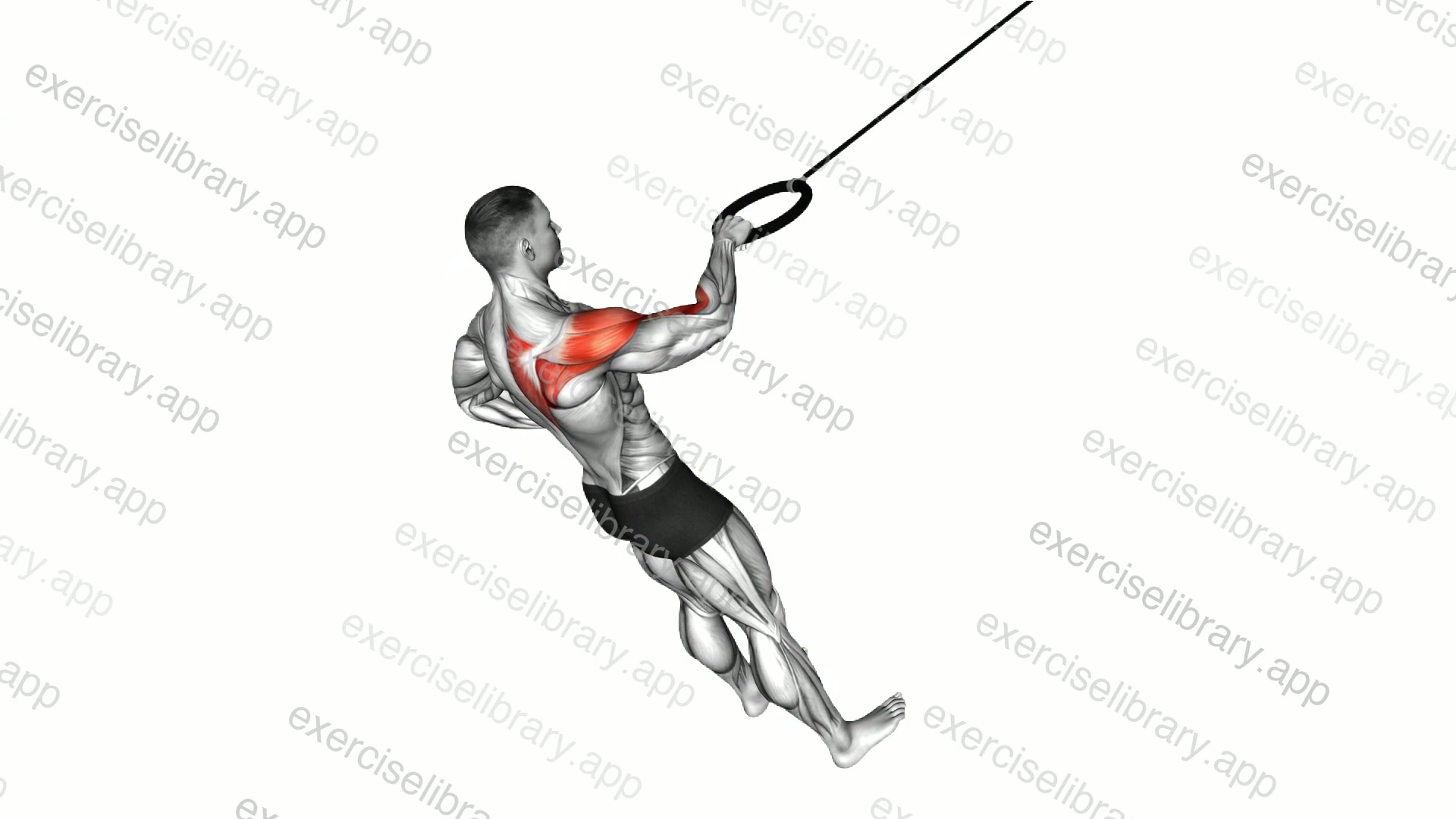 Ring Single Arm Rear Delt Row demonstration
