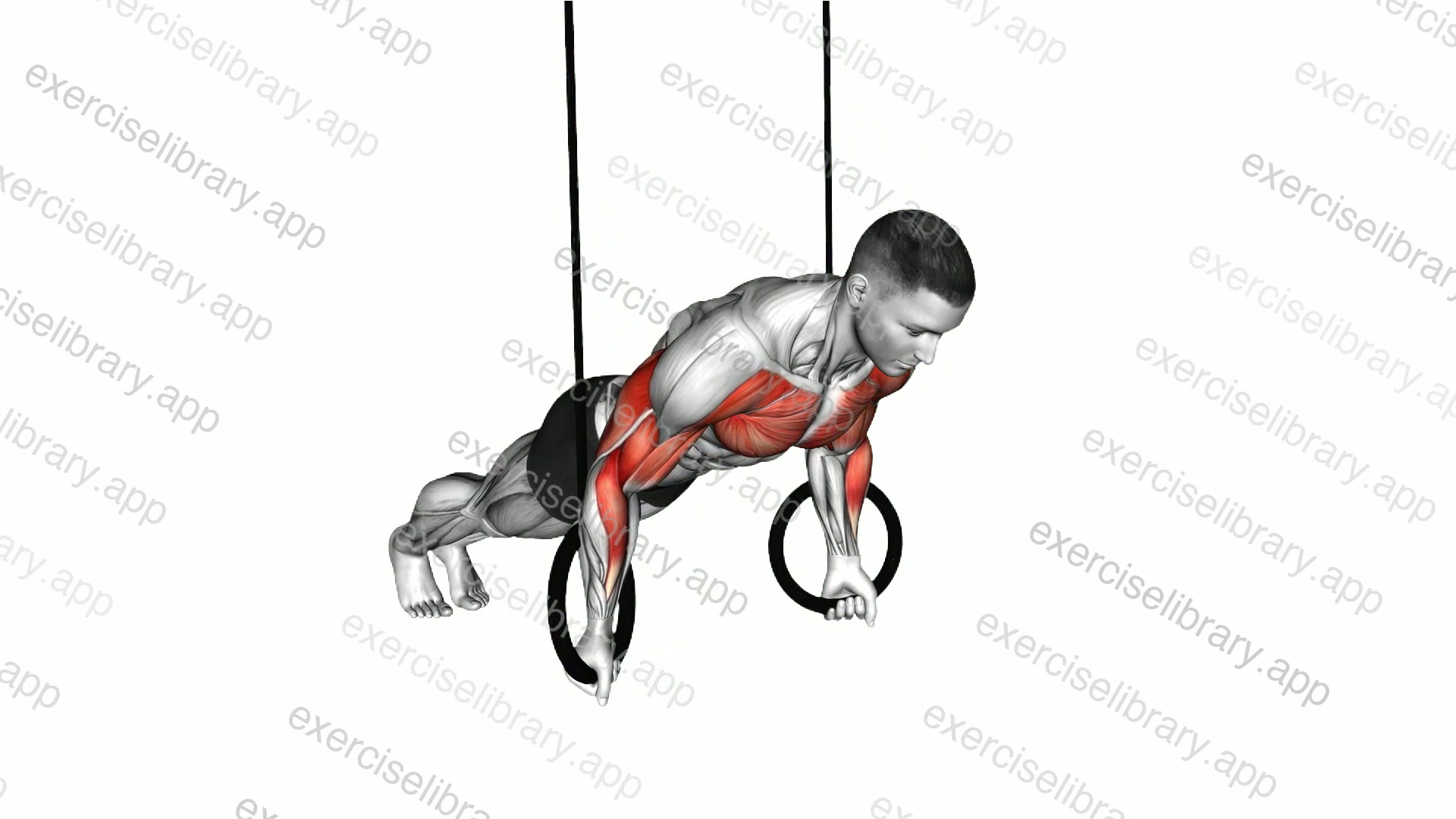 Ring Reverse Push-up demonstration