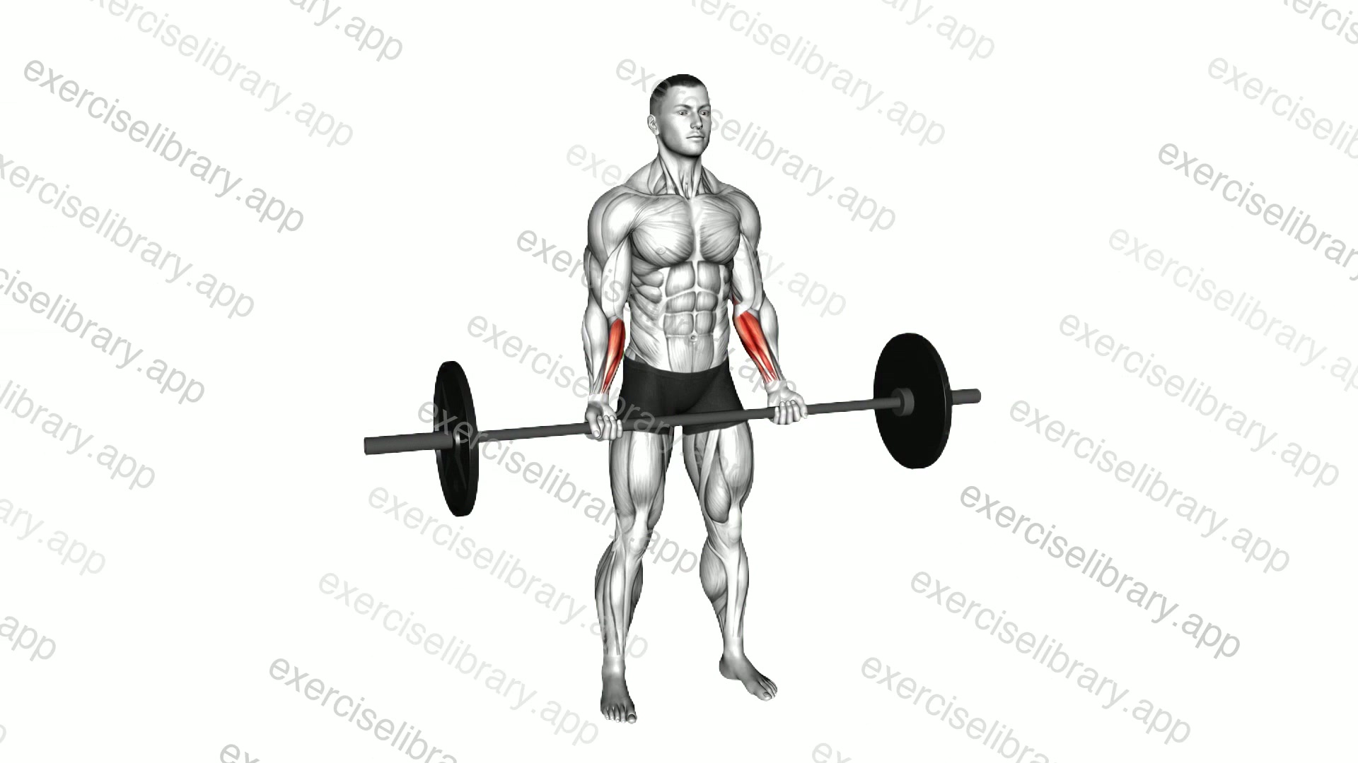 Barbell Standing Wrist Curl demonstration