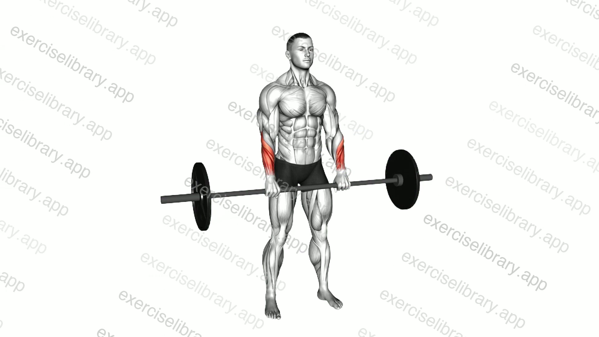 Barbell Standing Wrist Reverse Curl demonstration