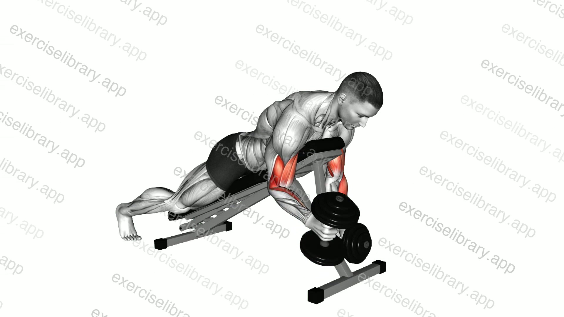 Dumbbell Prone Alternate Hammer Curl demonstration
