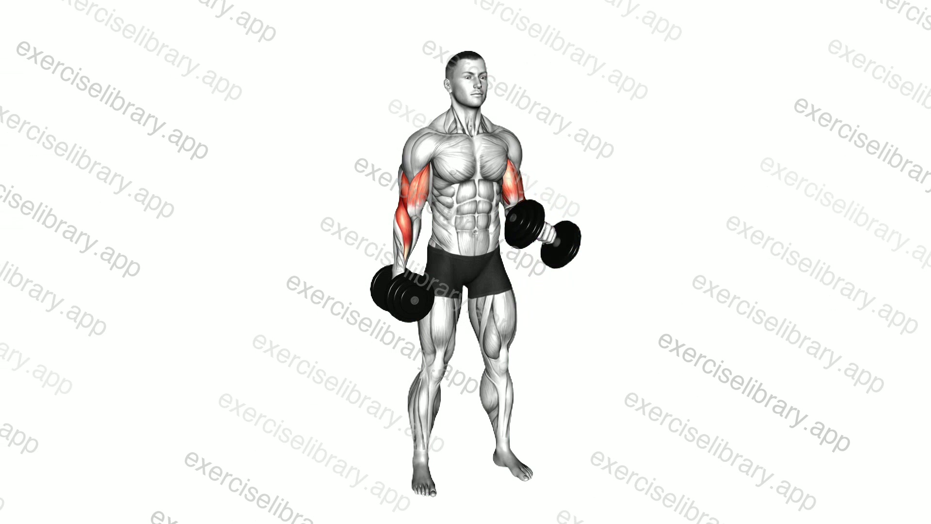 Dumbbell Standing Alternate Reverse Curl demonstration
