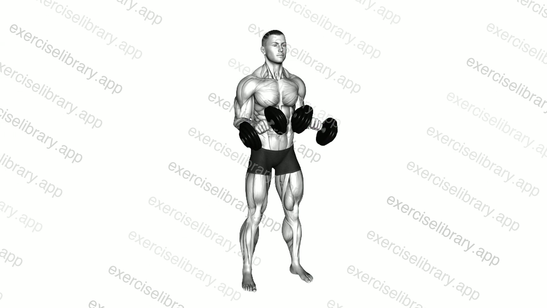 Dumbbell Standing Arms Rotate demonstration