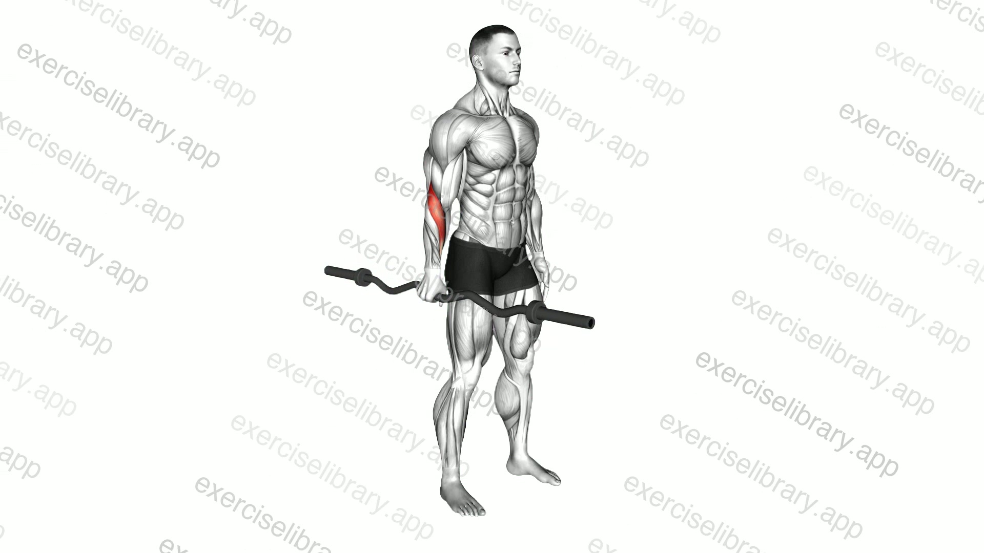 EZ Barbell Standing Single Arm Neutral Wrist Curl demonstration