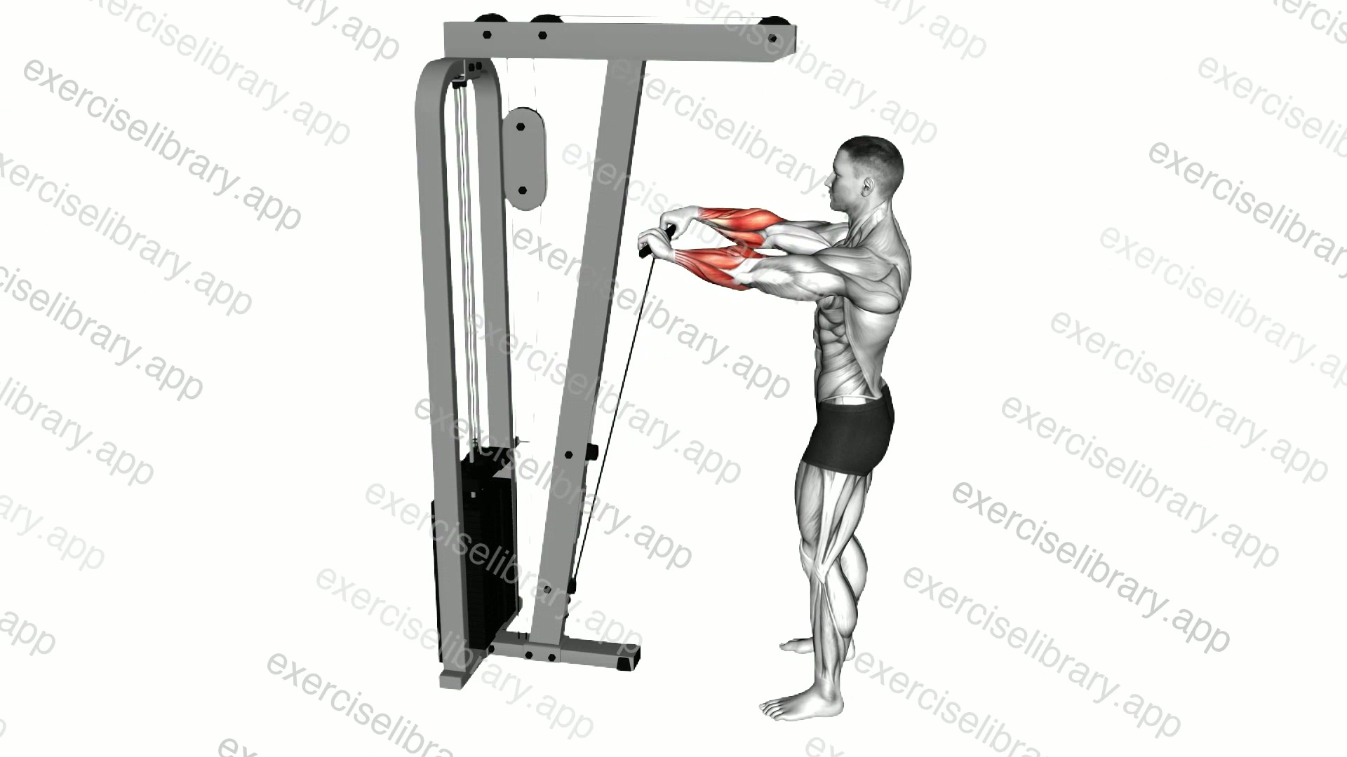 Cable Standing Wrist Roll demonstration