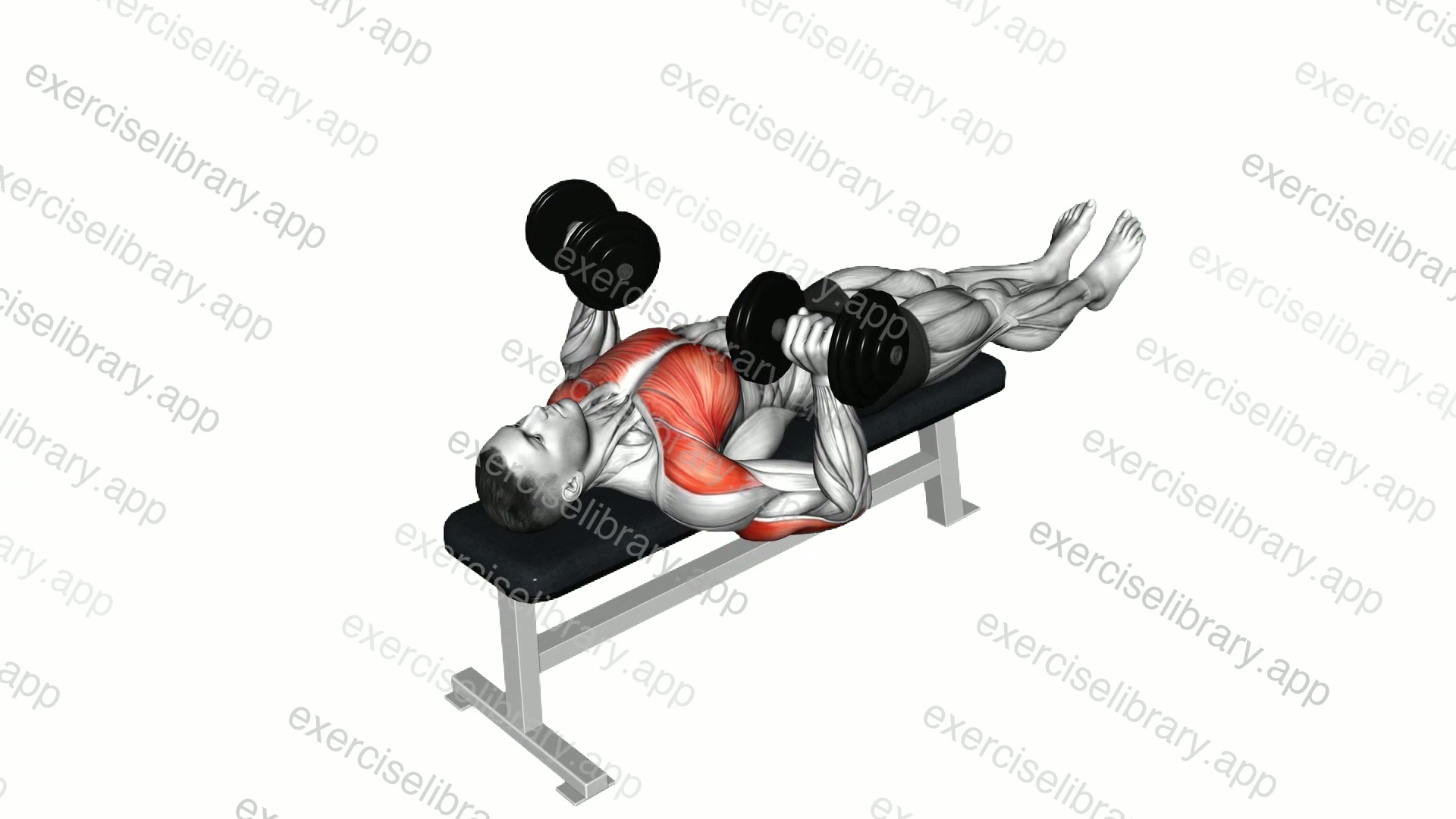 Dumbbell Larsen Press demonstration
