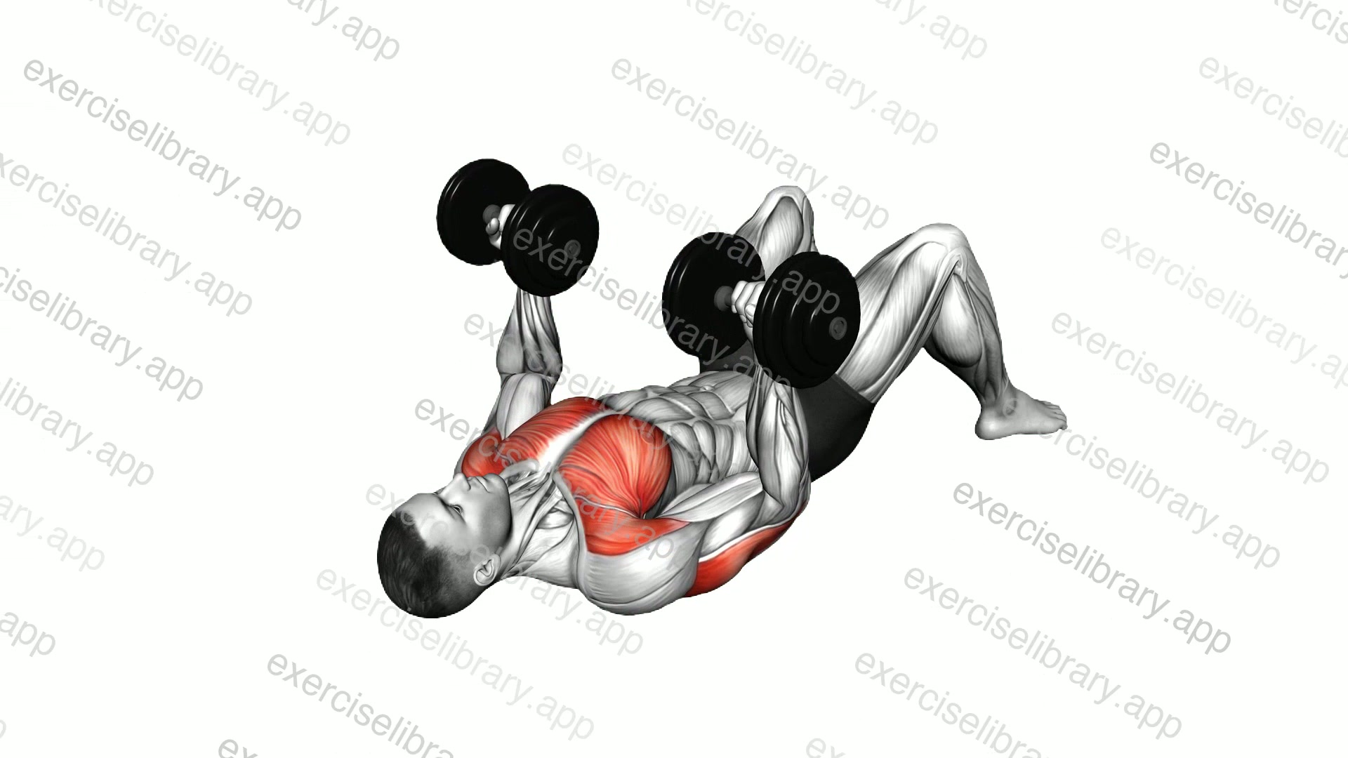 Dumbbell Reverse Press on Floor demonstration