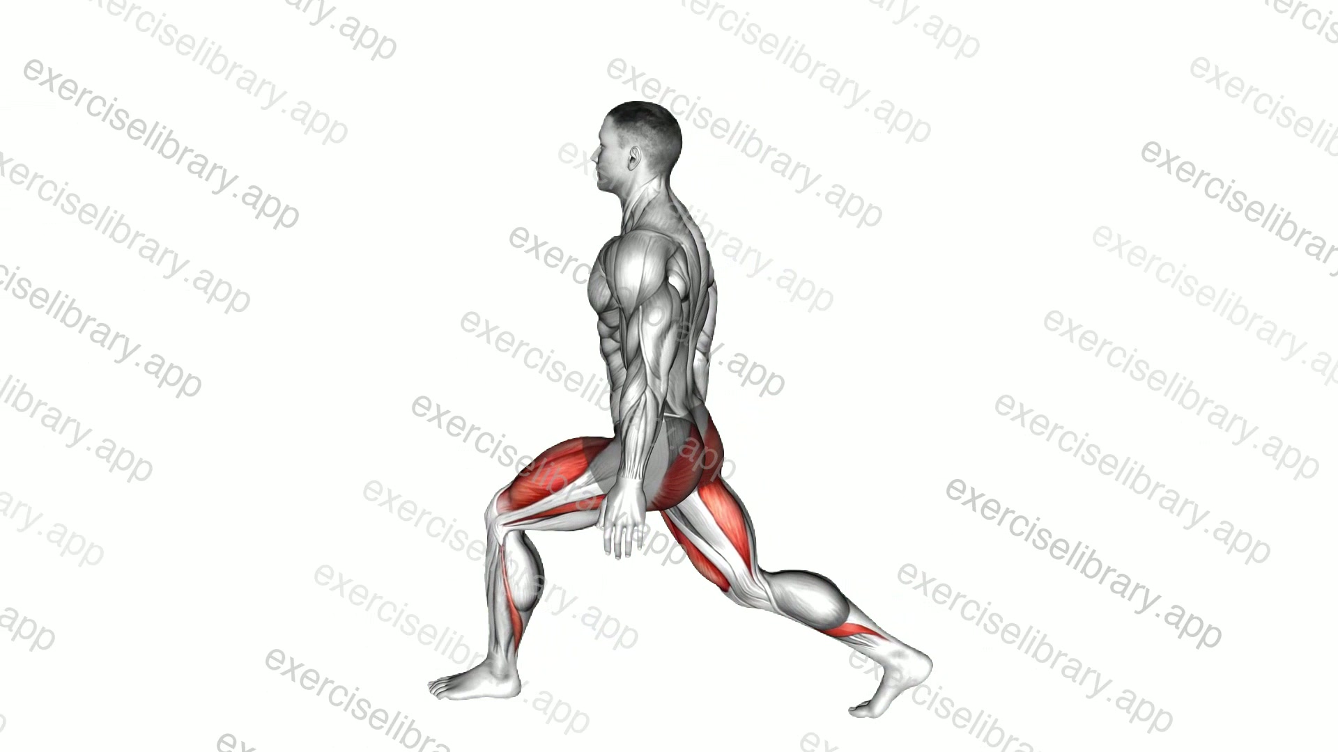 Bodyweight Low Split Squat demonstration