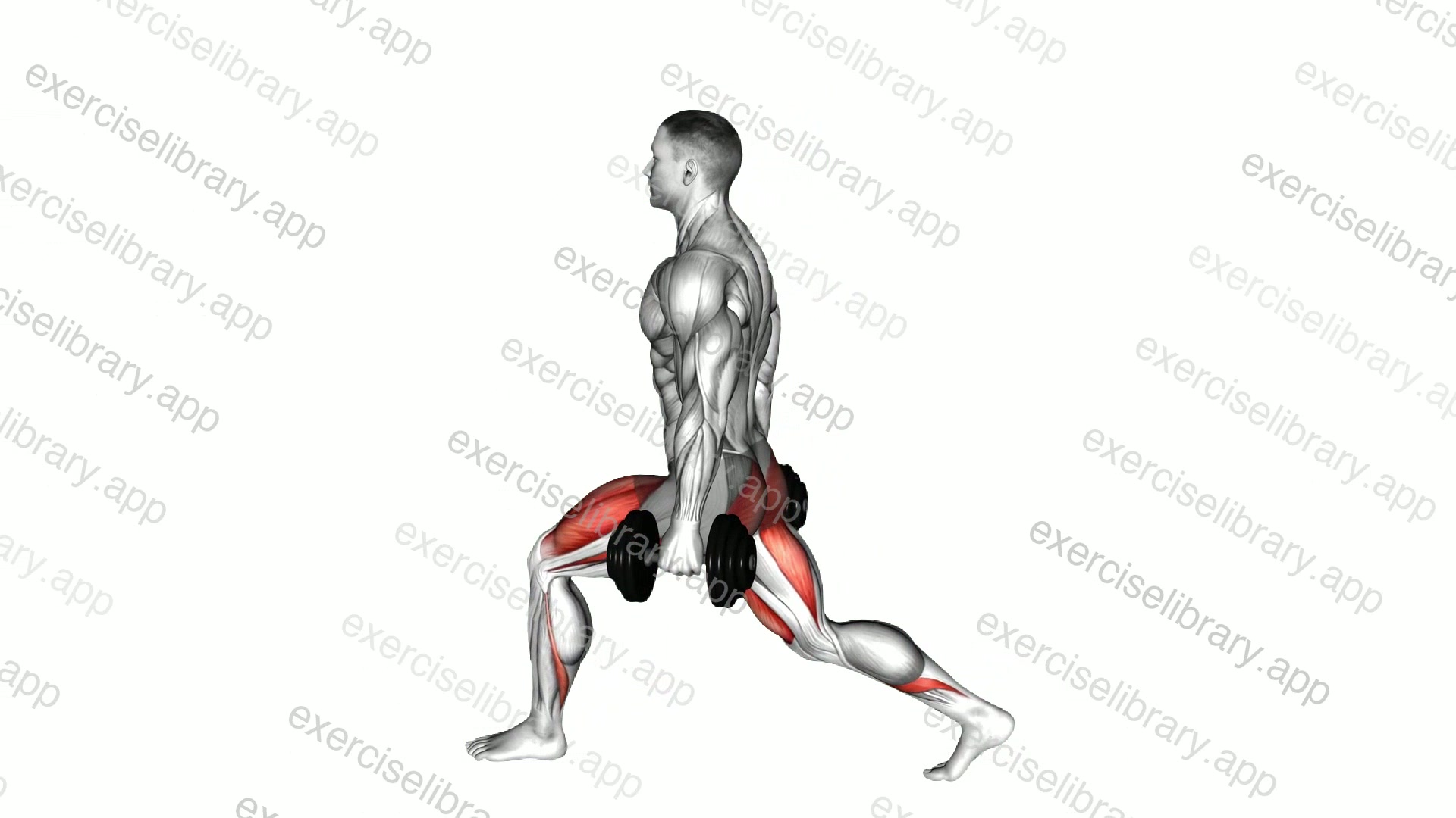 Dumbbell Low Split Squat demonstration