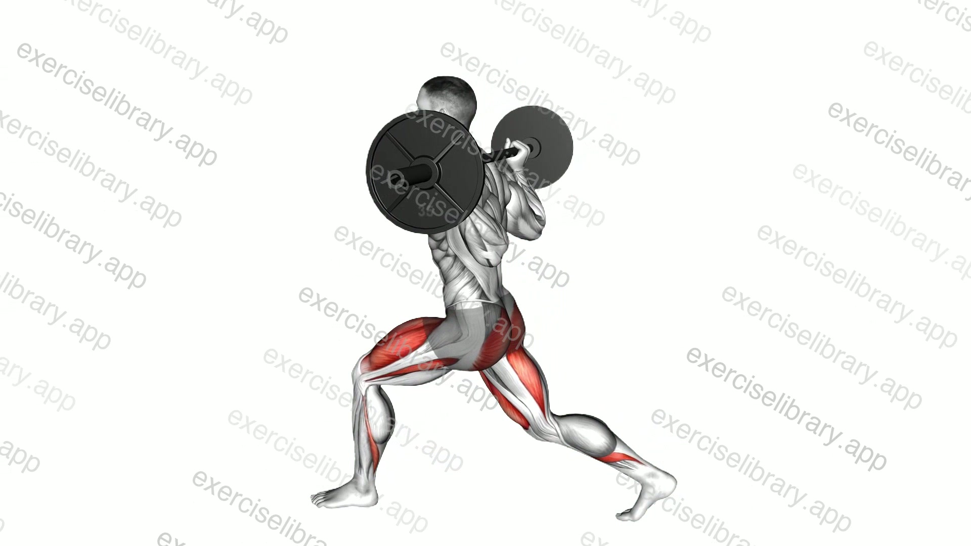 Barbell Low Split Squat demonstration