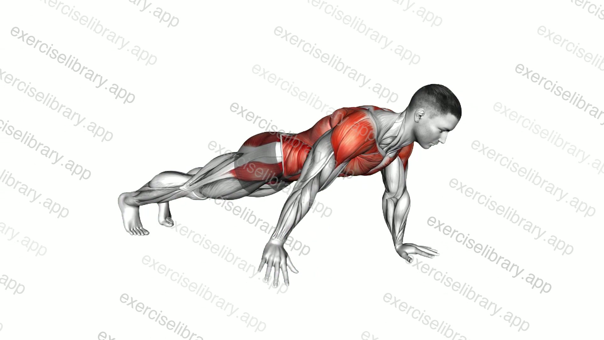 Plank Thigh Tap demonstration