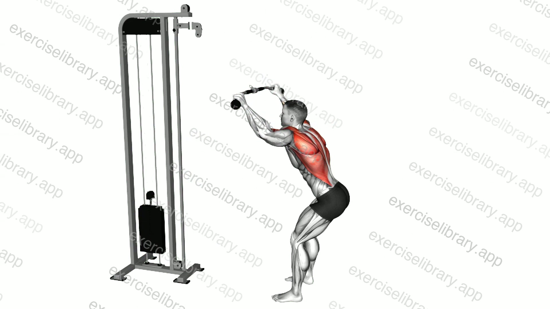 Cable Standing Lat Pulldown demonstration